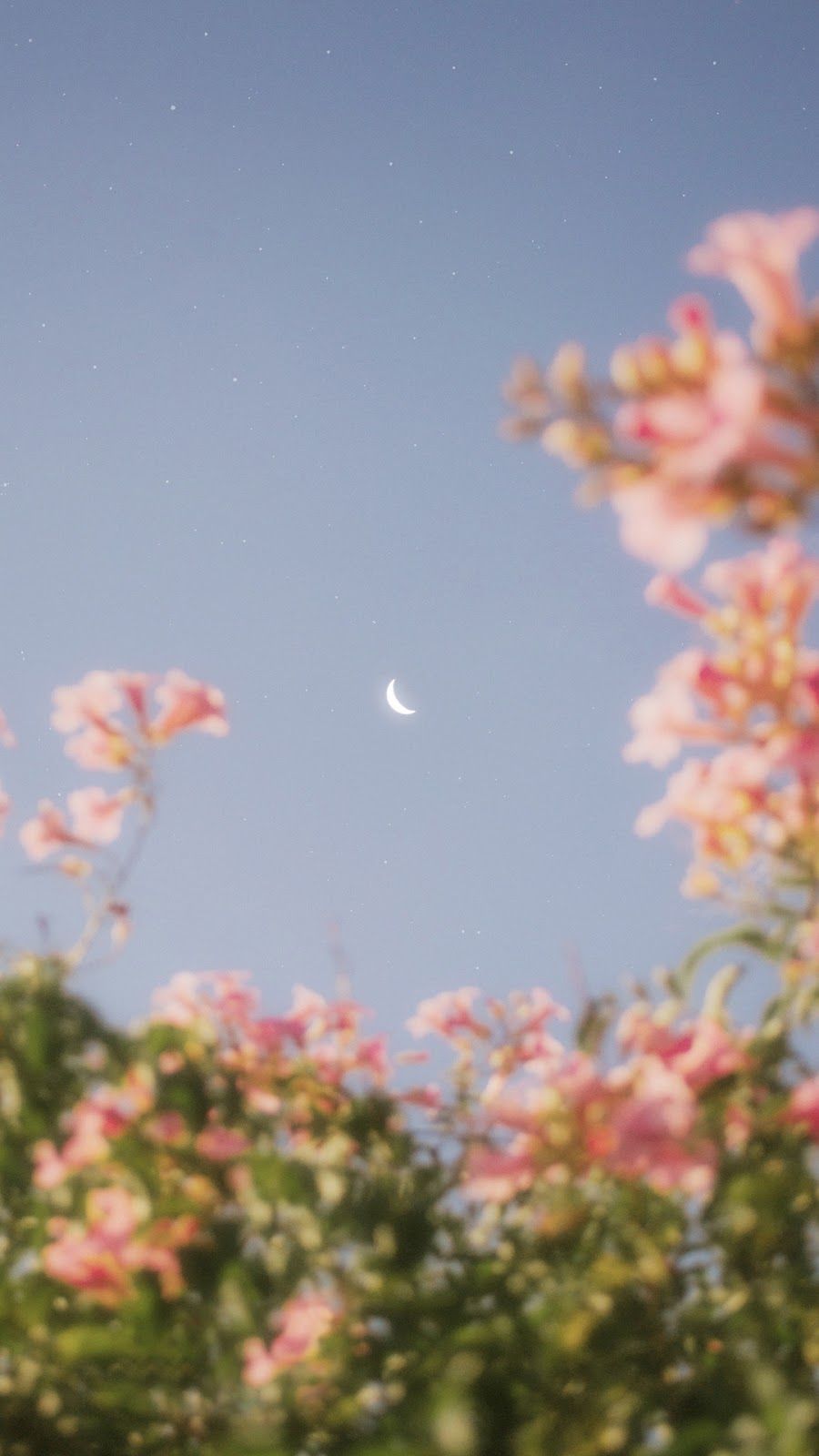 Vintage Flower Aesthetic Wallpapers Wallpaper Cave