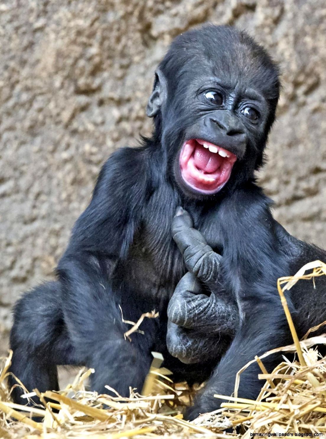Baby Gorilla iPhone Wallpapers Wallpaper Cave