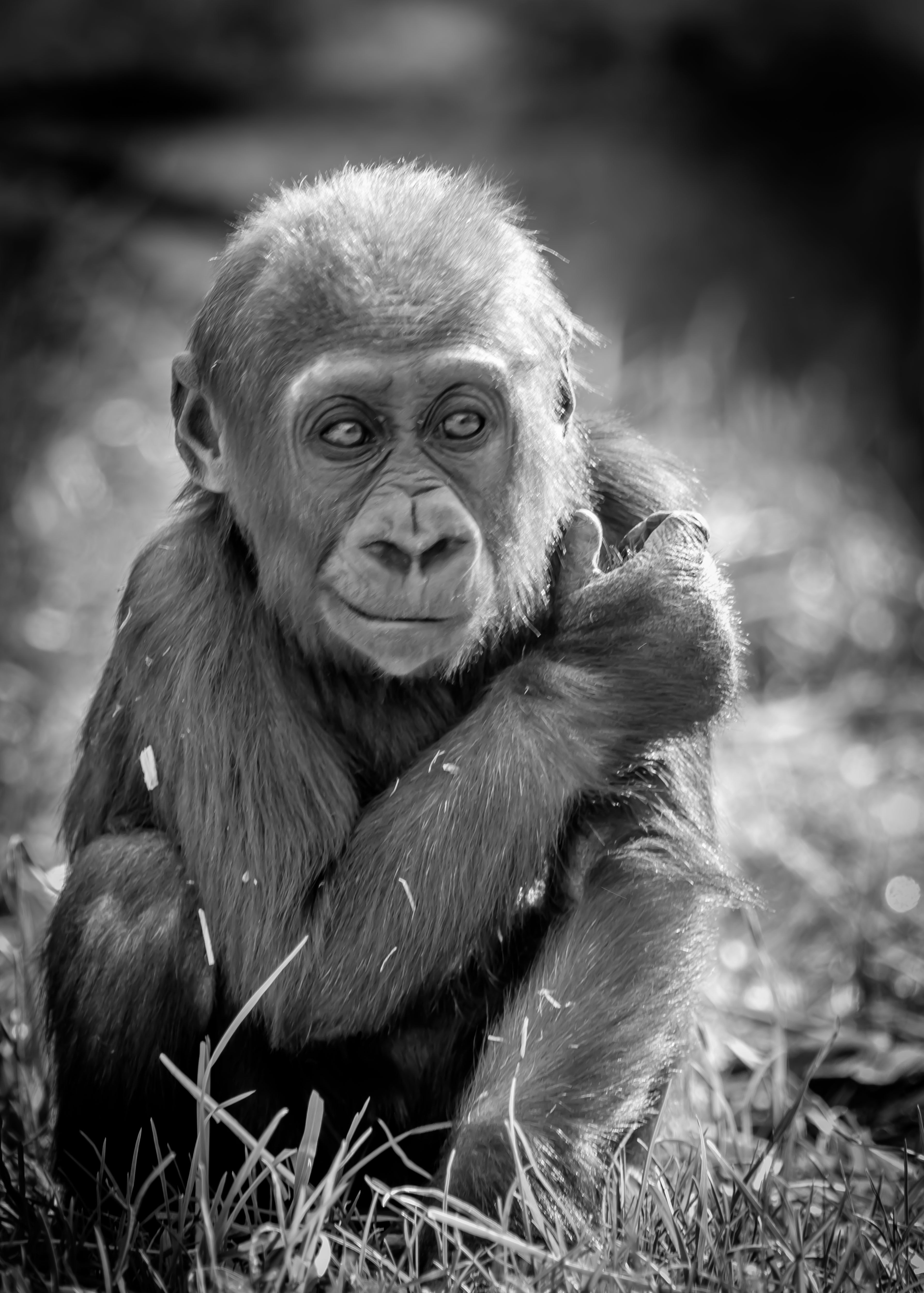 Baby Gorilla Wallpaper