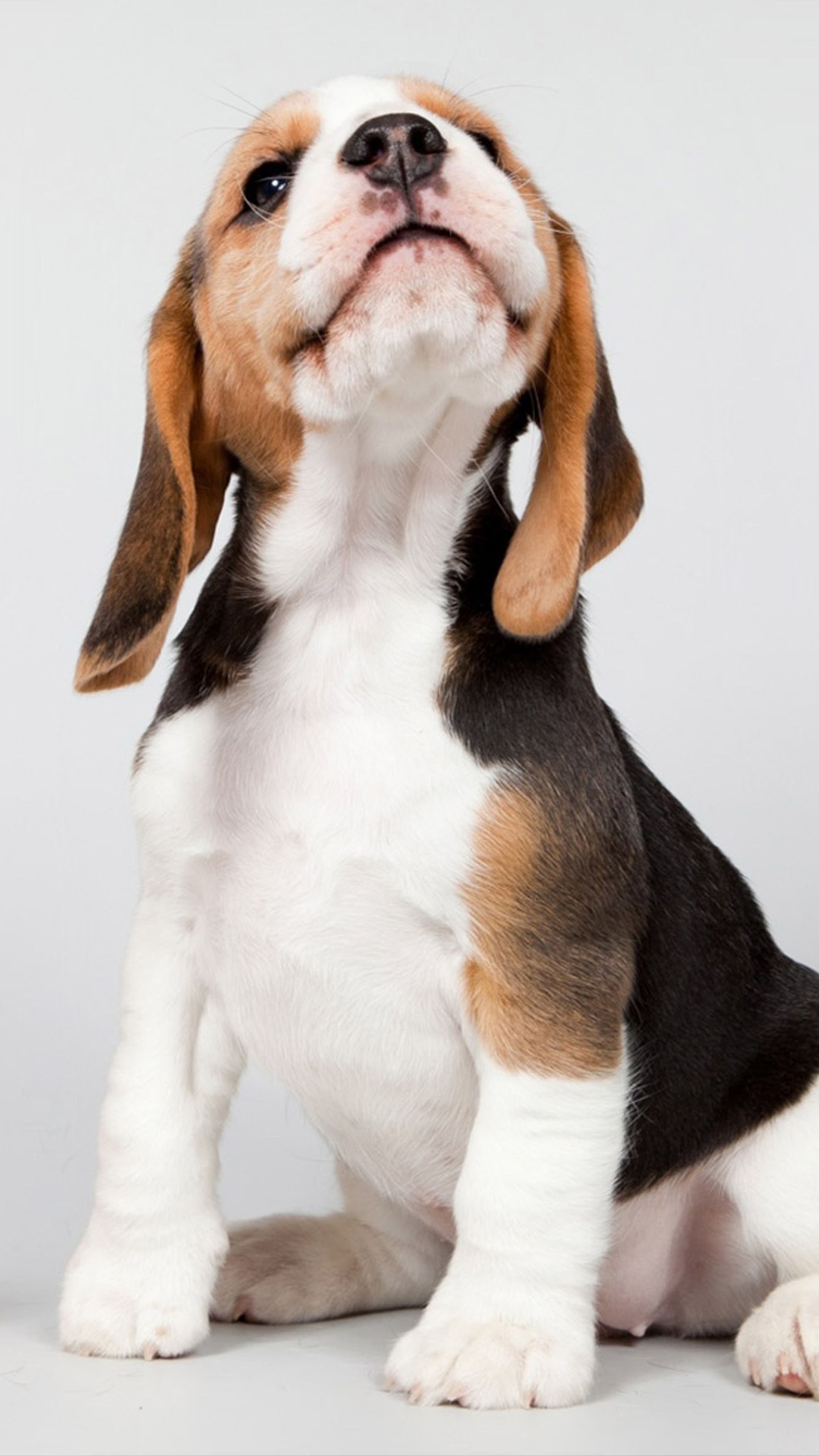 Puppy Phone Wallpapers Wallpaper Cave