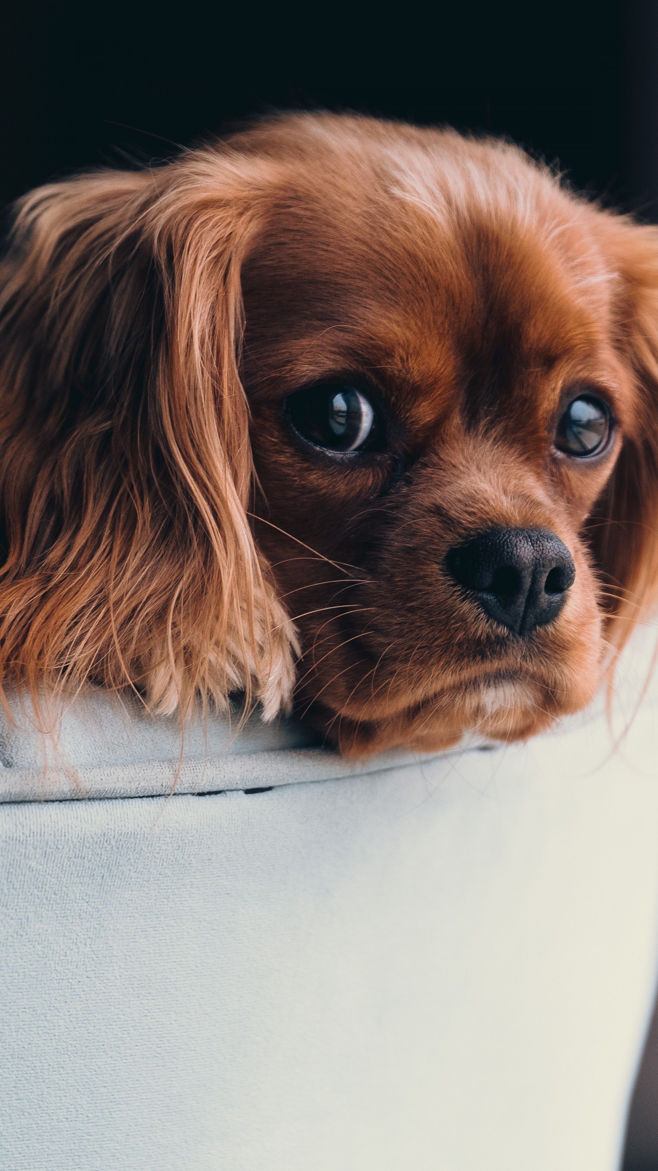 Cute Animals Wallpapers For Mobile