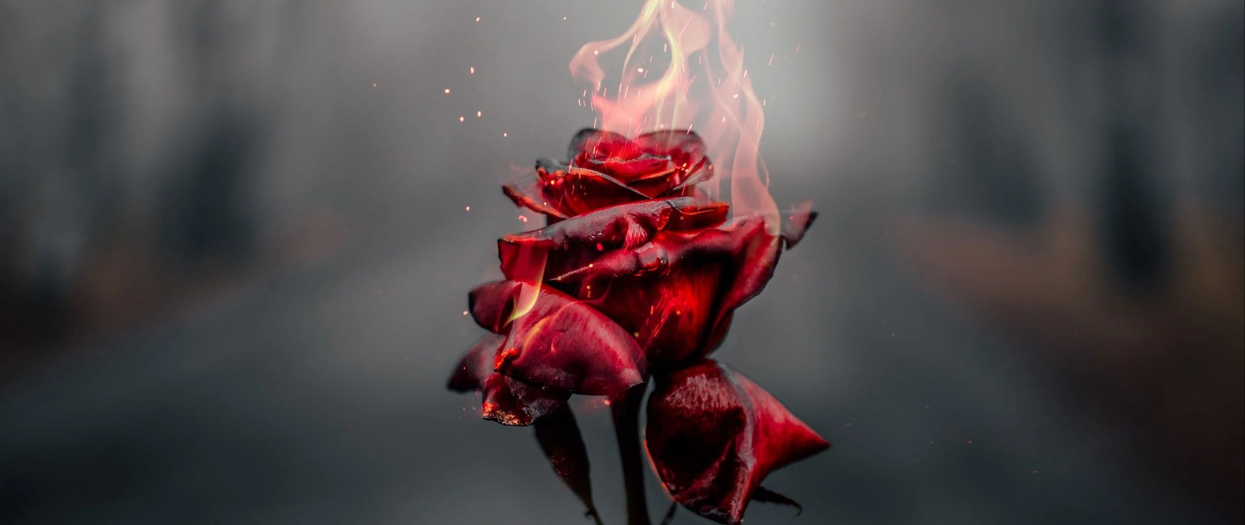 Rose On Fire Background