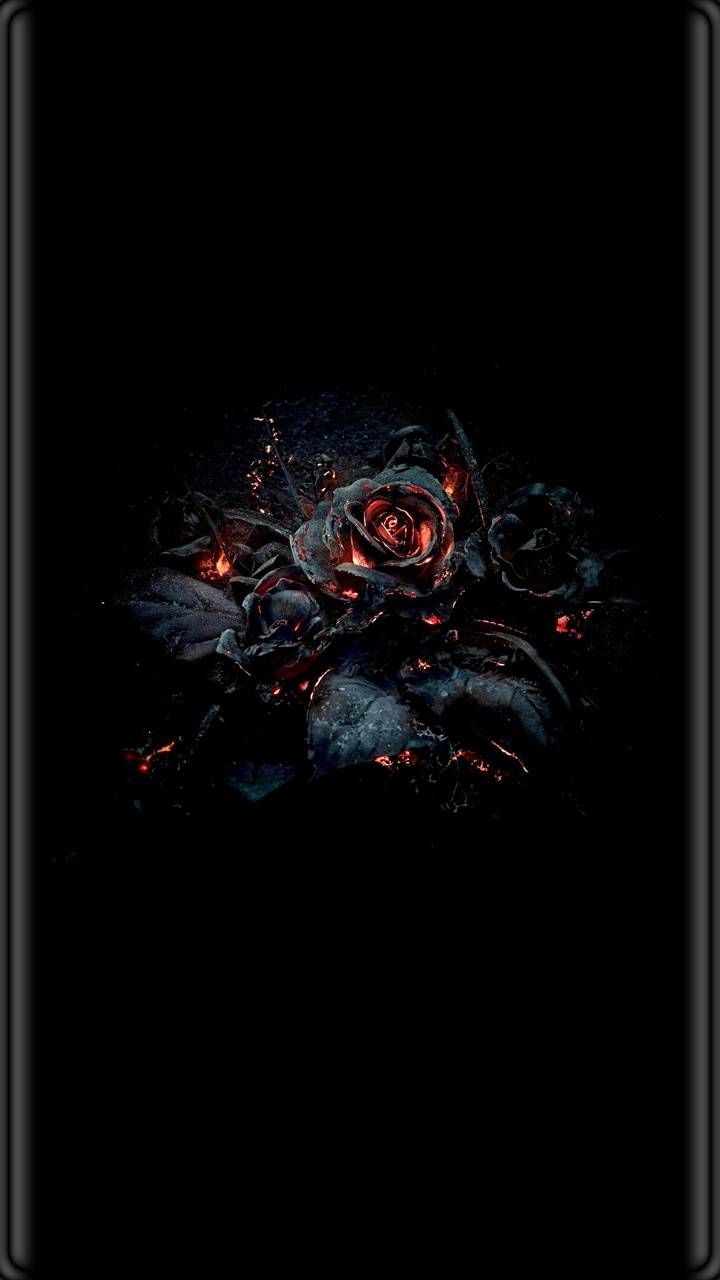 Rose In Fire Wallpapers Wallpaper Cave