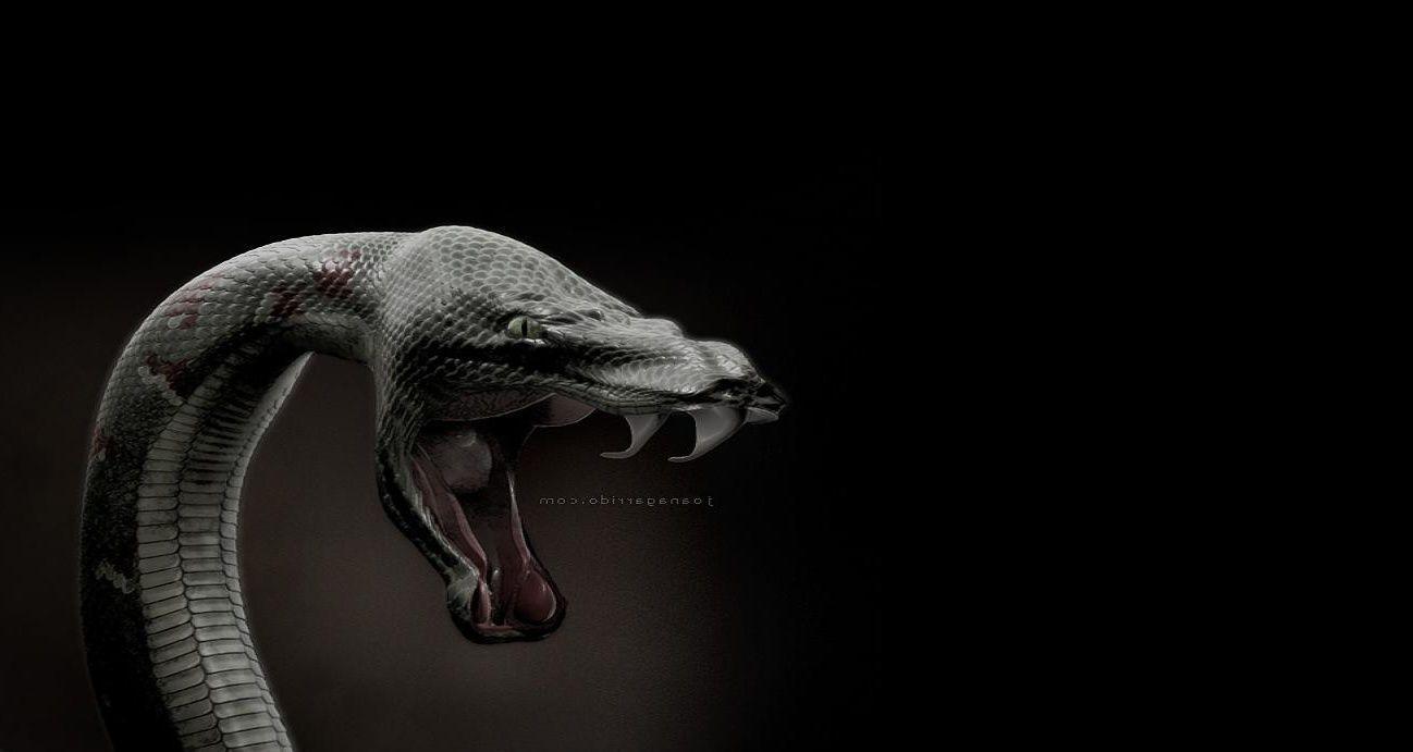 Aesthetic Black Snake Desktop Wallpapers Wallpaper Cave