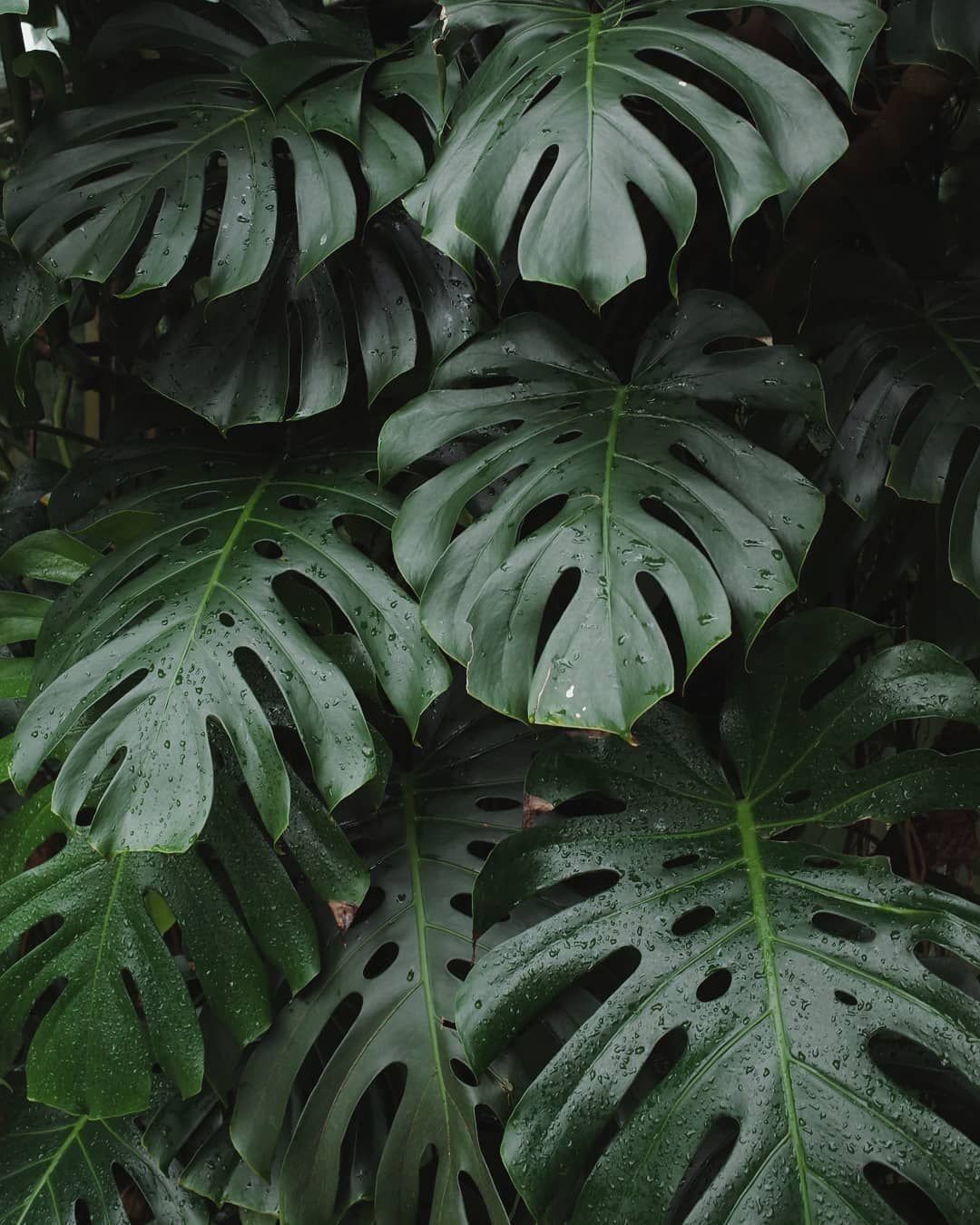 Monstera Deliciosa Wallpapers Wallpaper Cave