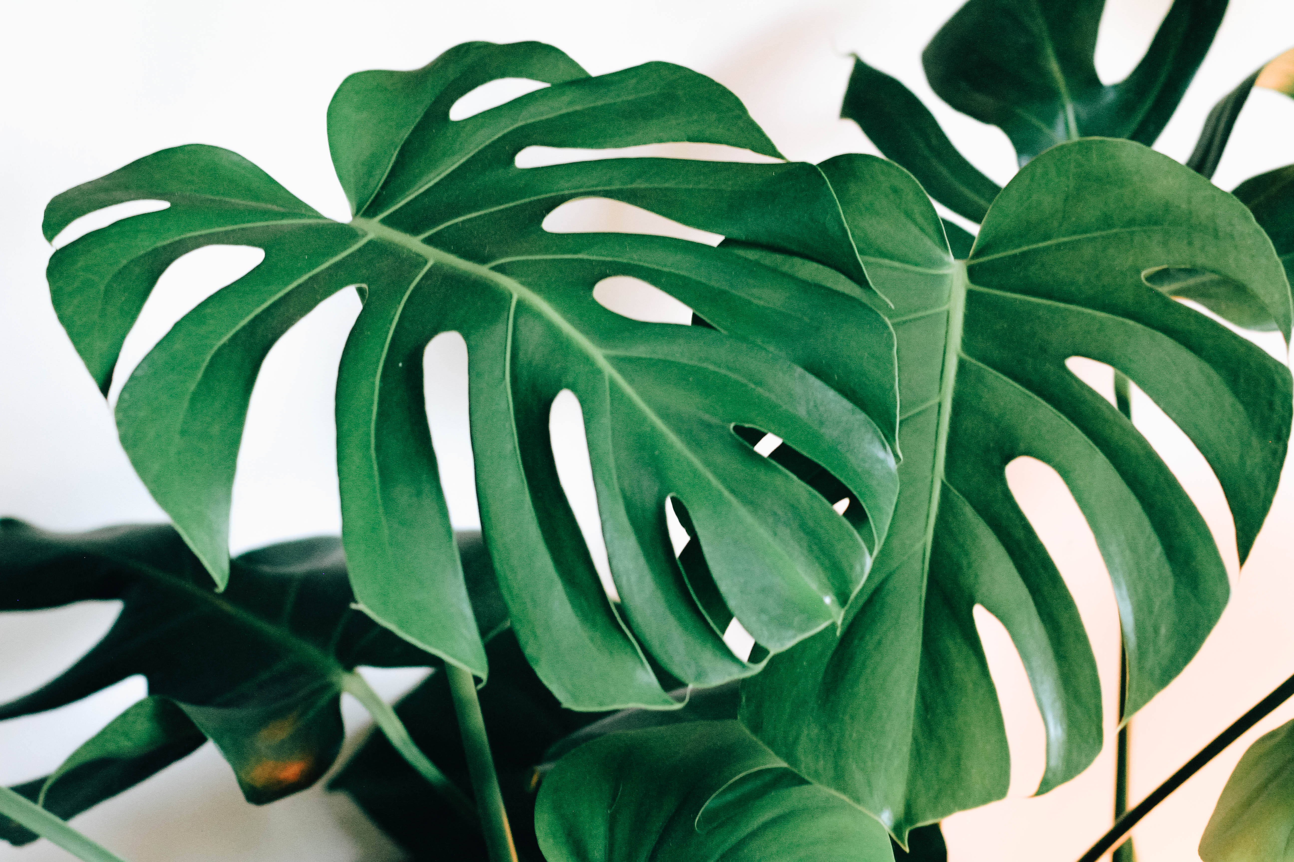 Monstera Deliciosa Wallpapers Wallpaper Cave