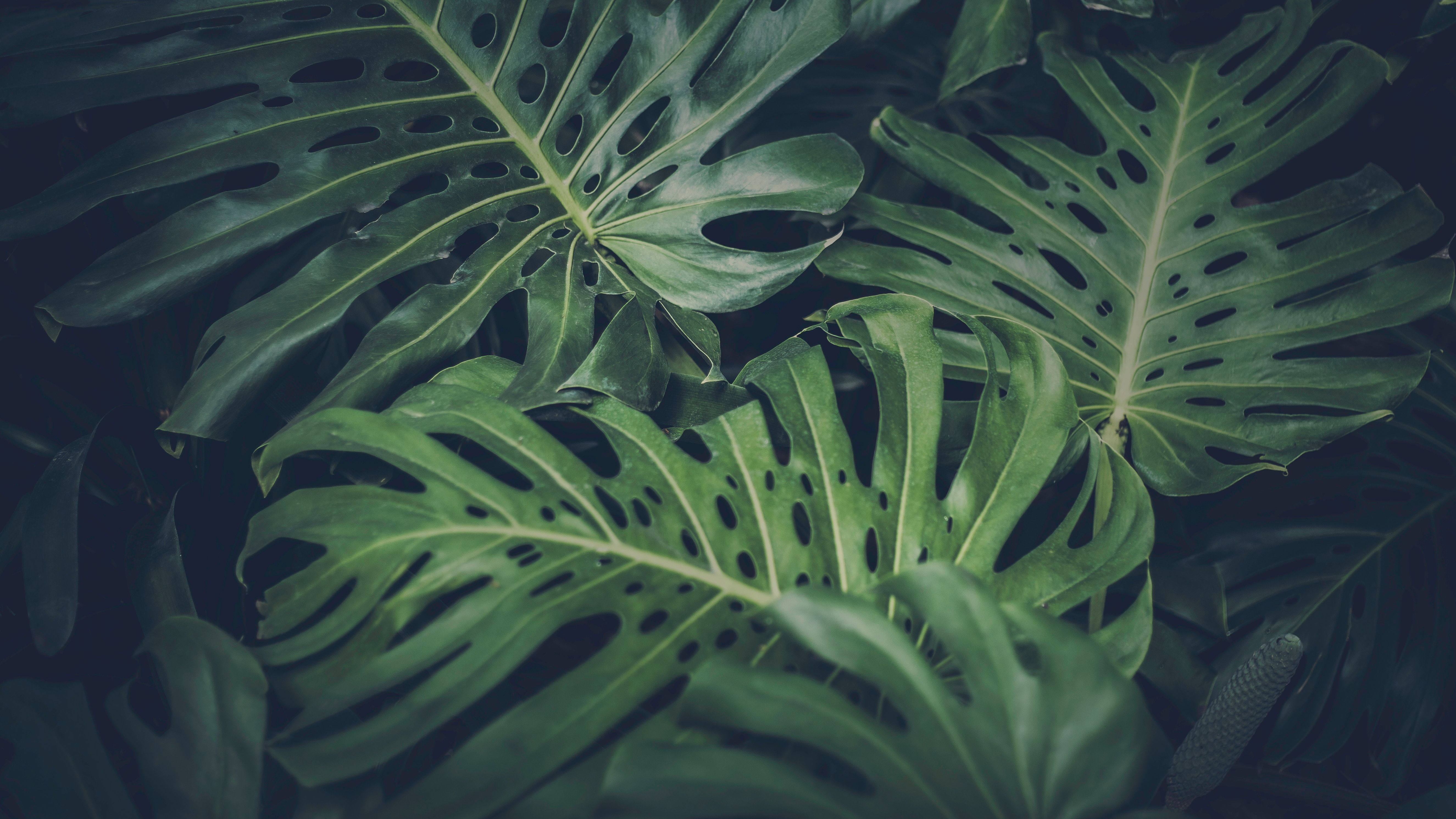 Monstera Deliciosa Wallpapers Wallpaper Cave