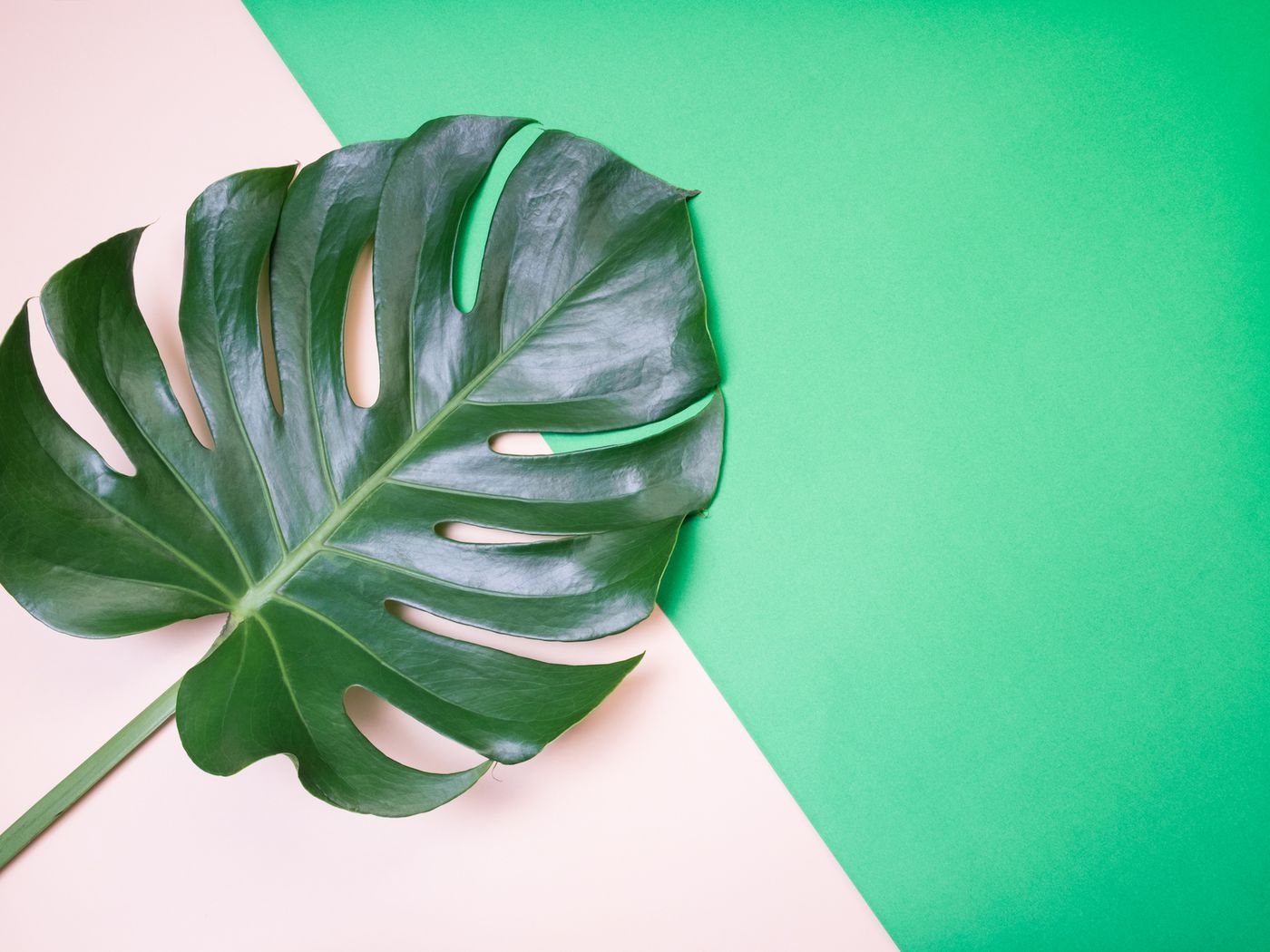 Monstera Deliciosa Wallpapers Wallpaper Cave