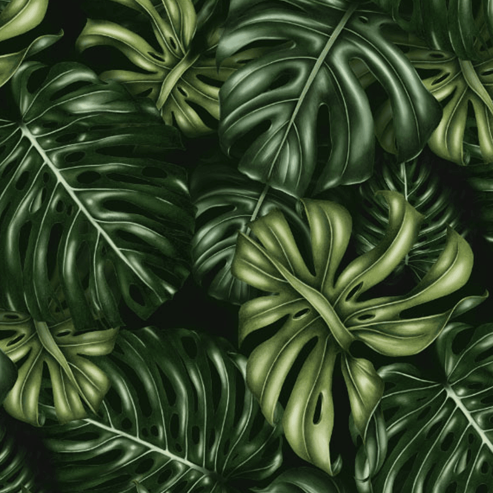 Monstera Deliciosa Wallpapers Wallpaper Cave