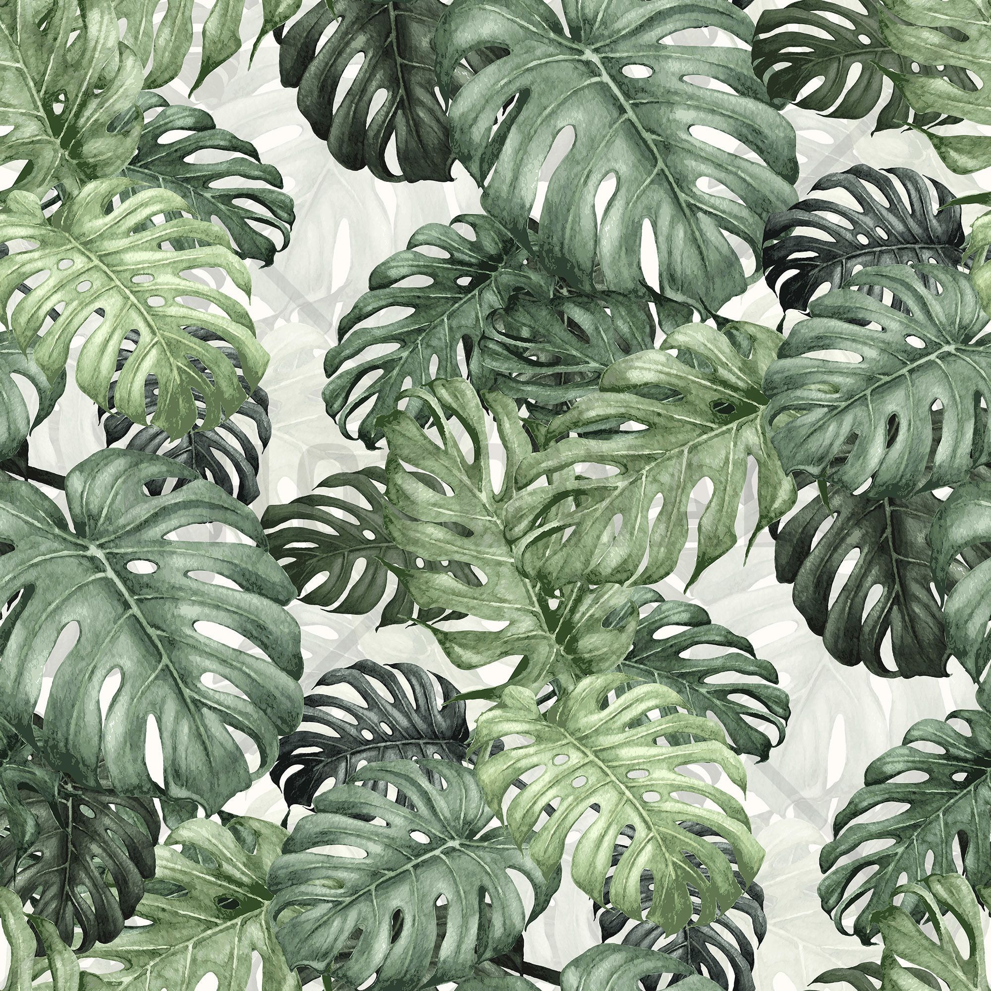 Monstera Deliciosa Wallpapers Wallpaper Cave