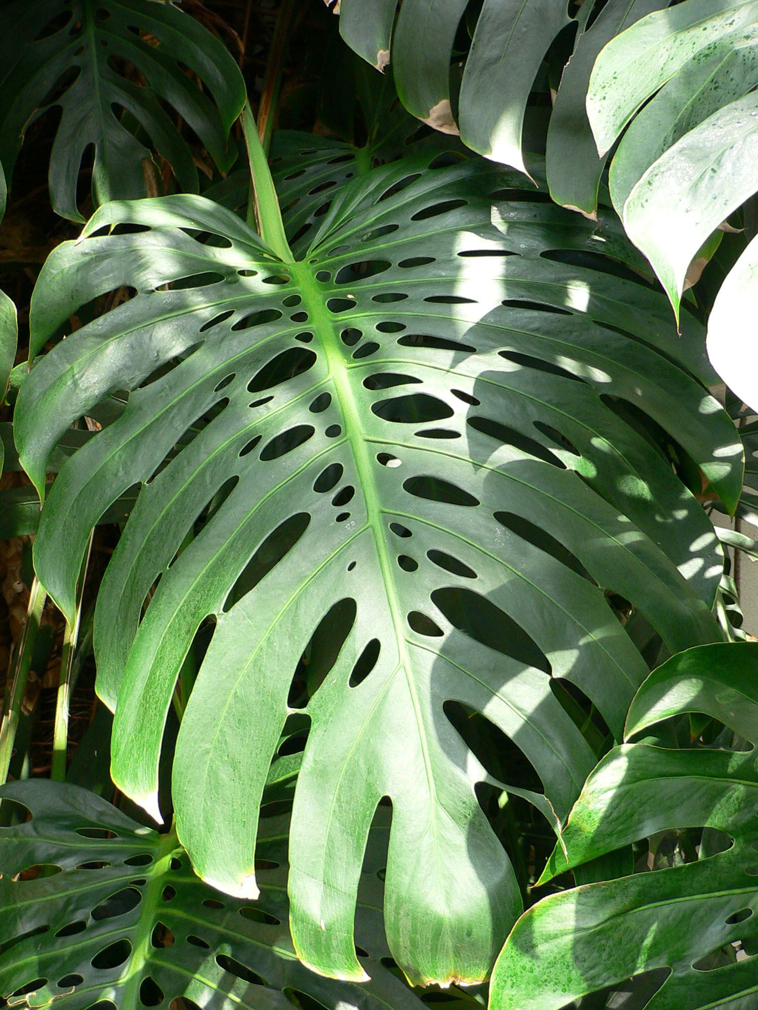 Monstera Deliciosa Wallpapers Wallpaper Cave