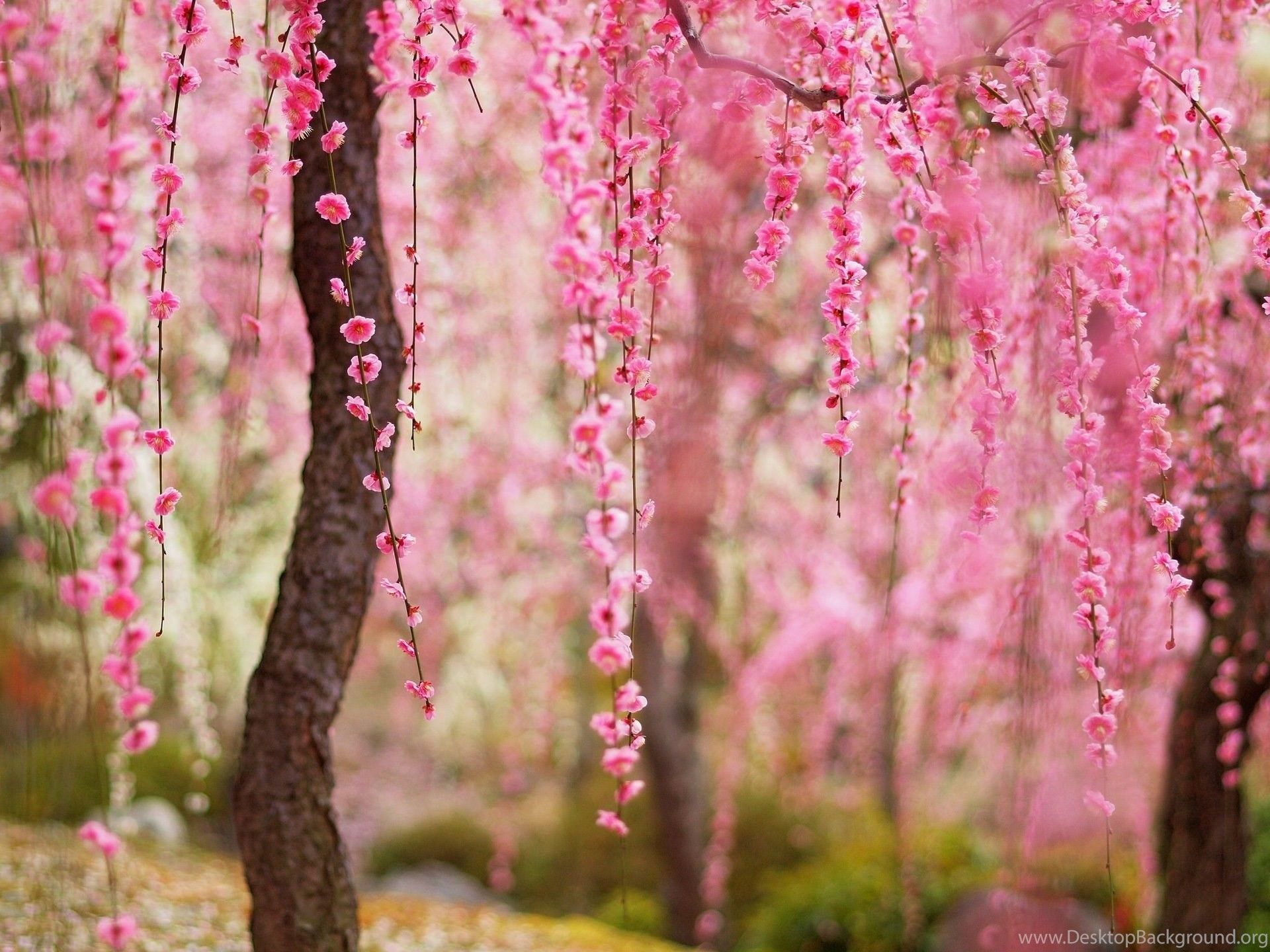 Flower Tree Wallpapers Wallpaper Cave