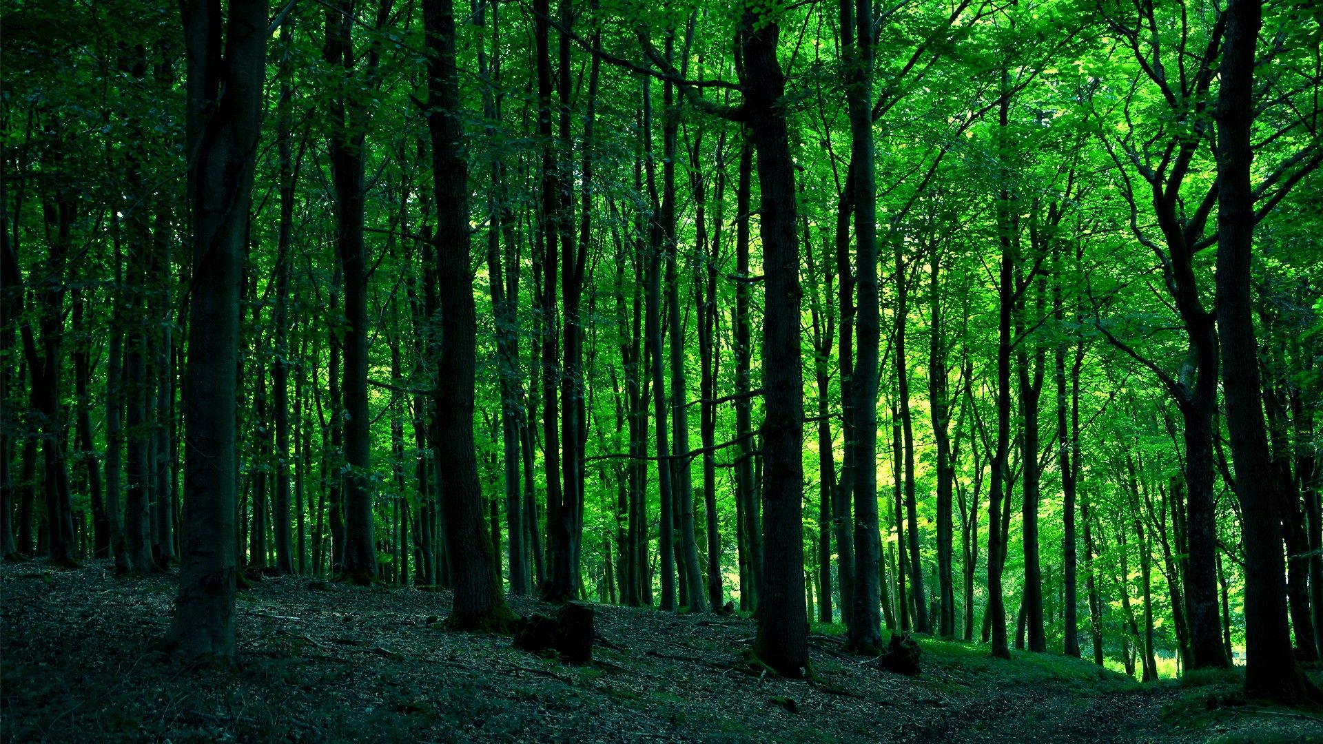 Green Forest Trees Wallpapers Wallpaper Cave