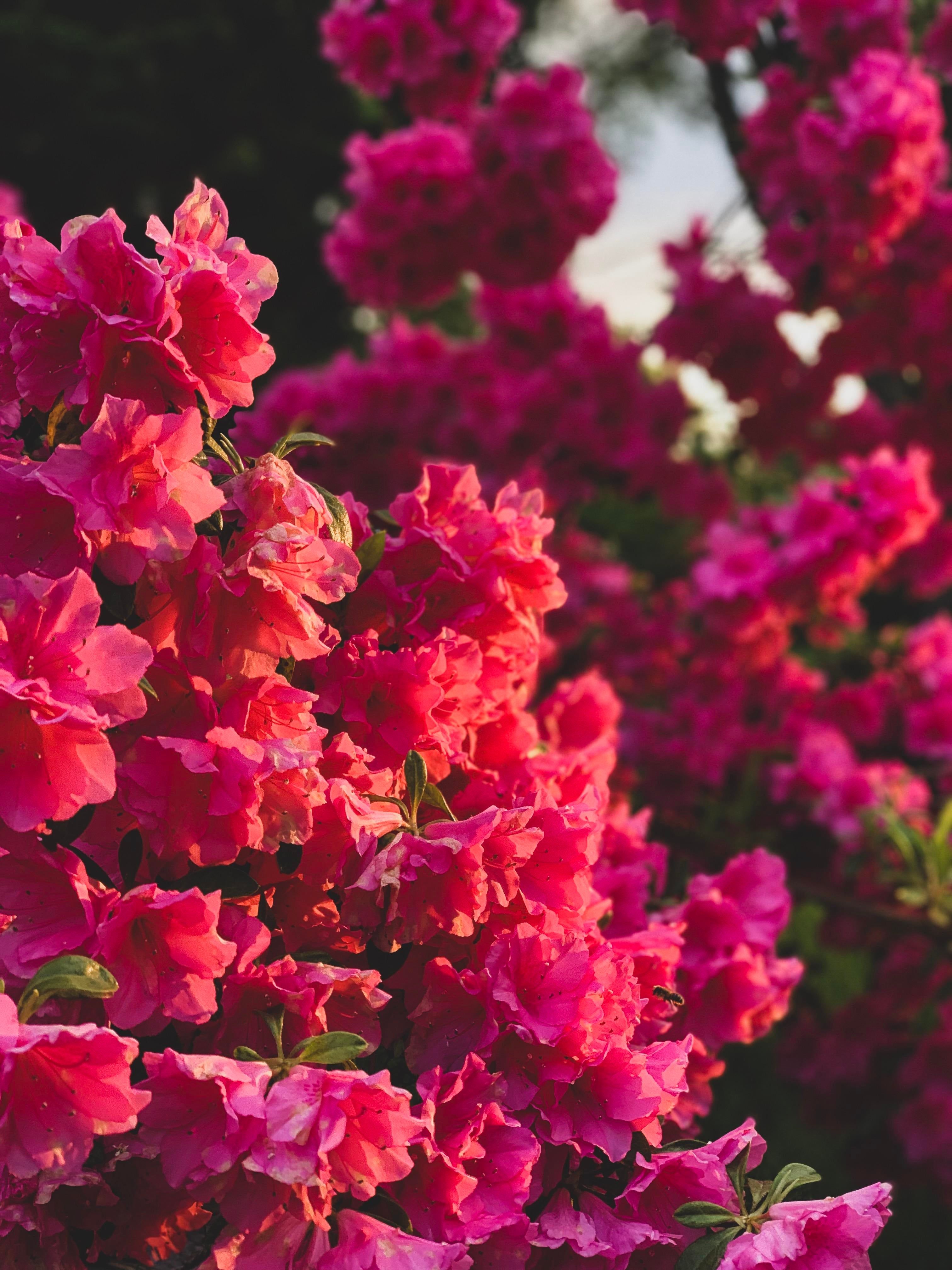 iPhone Flower Wallpapers Wallpaper Cave