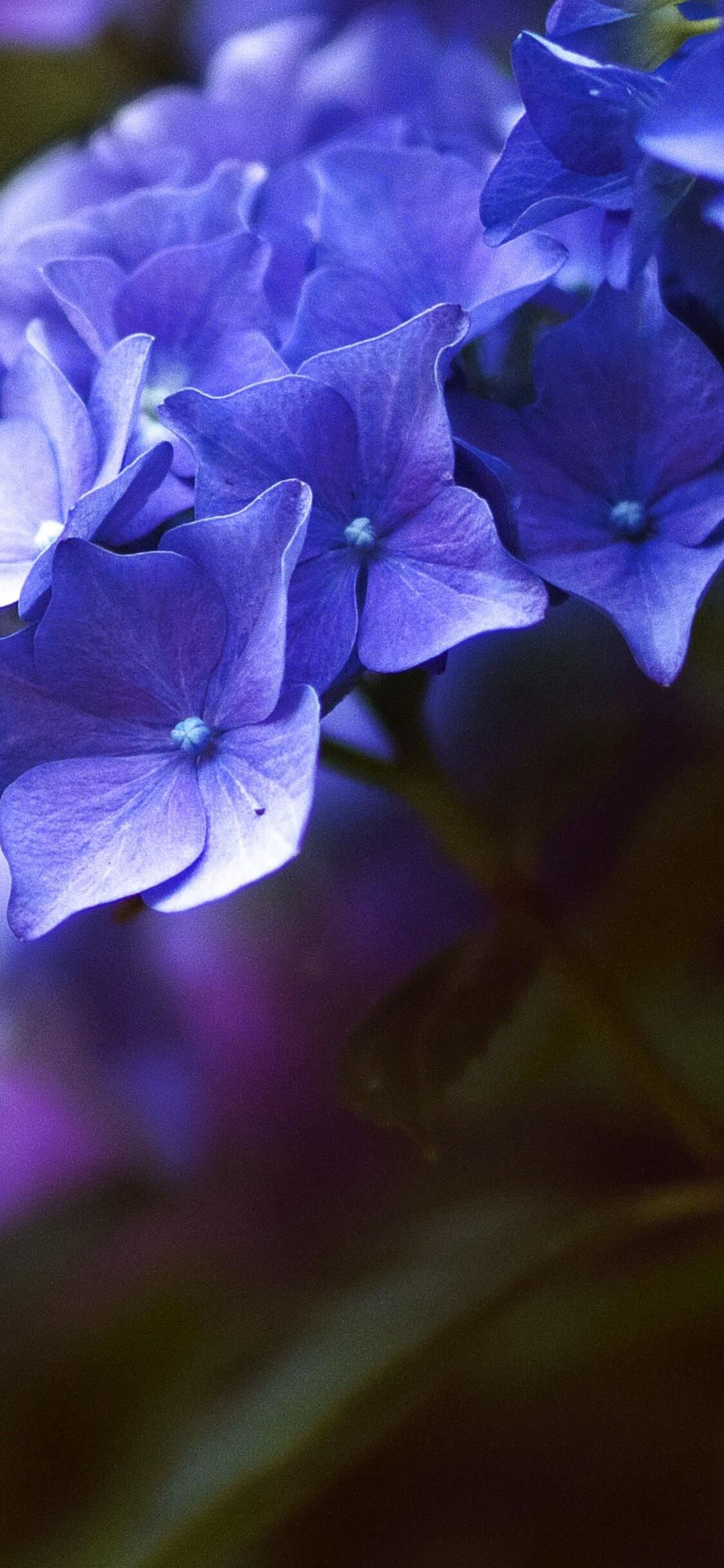 iPhone Flower HD 4k Wallpapers Wallpaper Cave