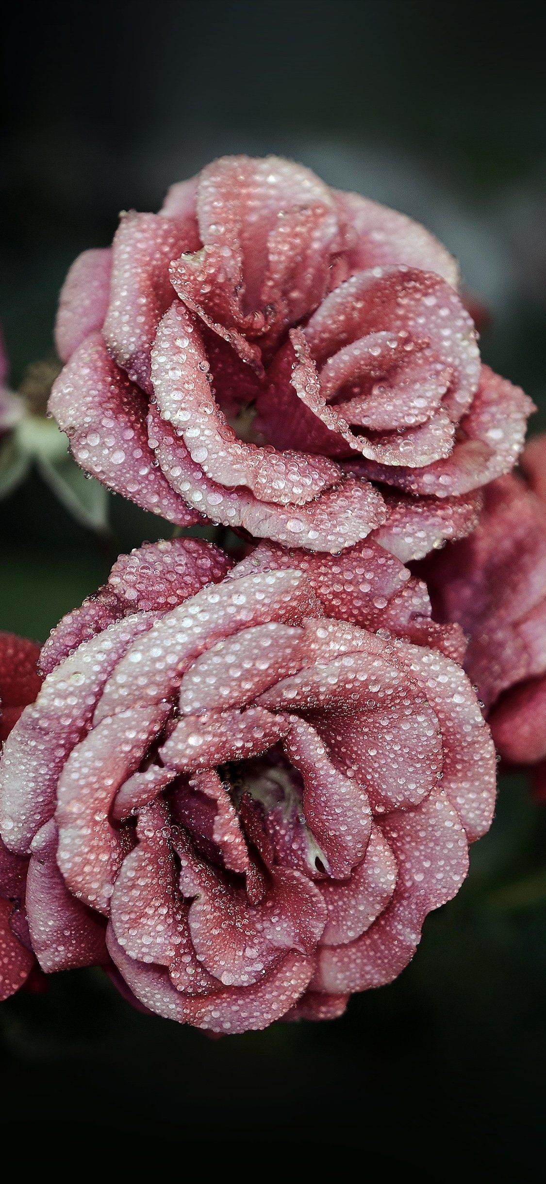 iPhone X Flower Wallpapers Wallpaper Cave