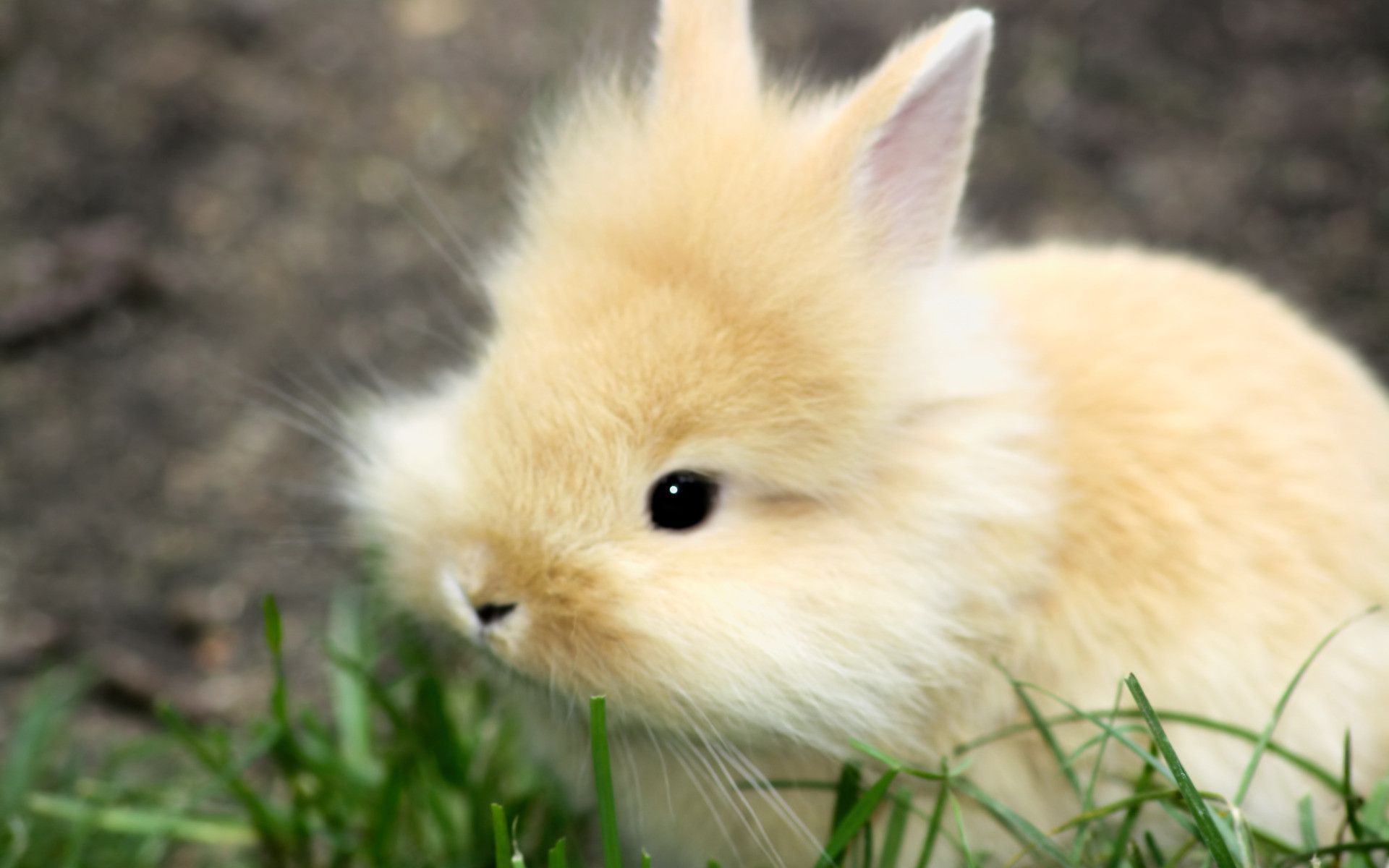 Baby Bunnies Wallpapers Wallpaper Cave