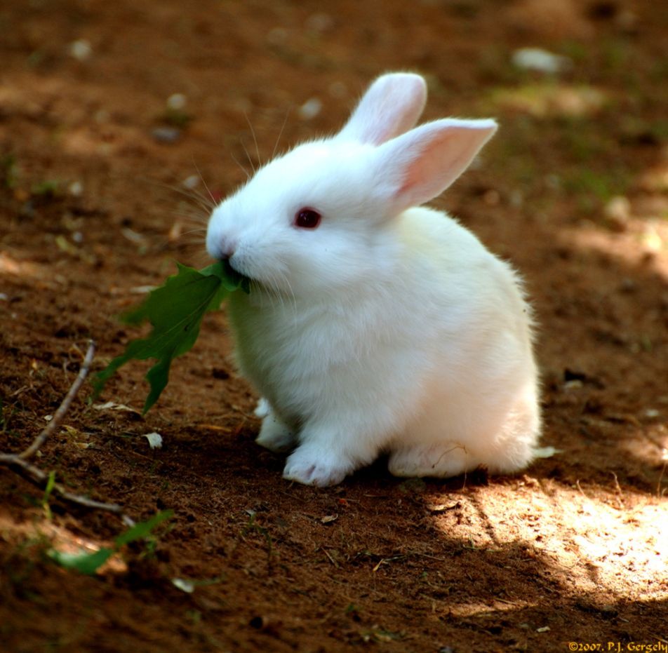 Baby Bunnies Wallpapers Wallpaper Cave