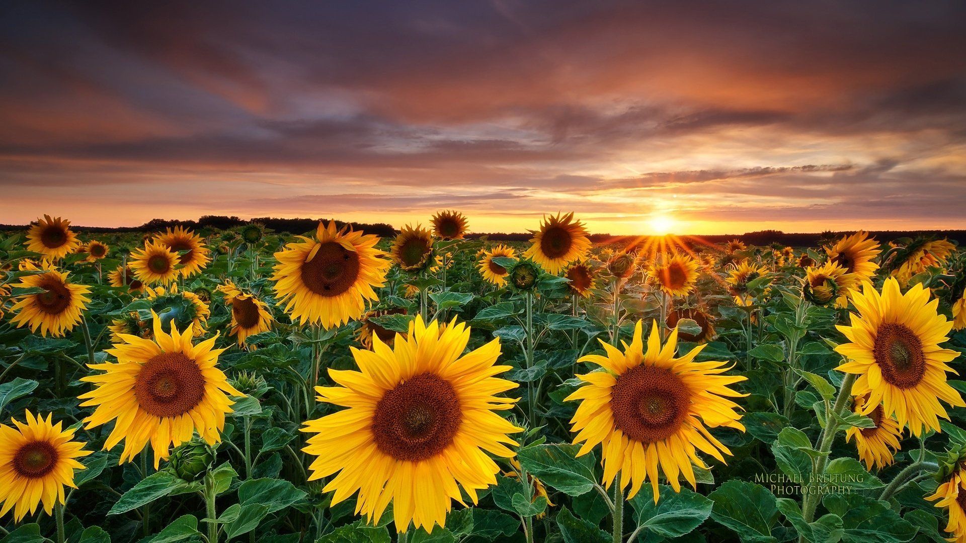 Sunflowers Field At Sunset Wallpapers Wallpaper Cave