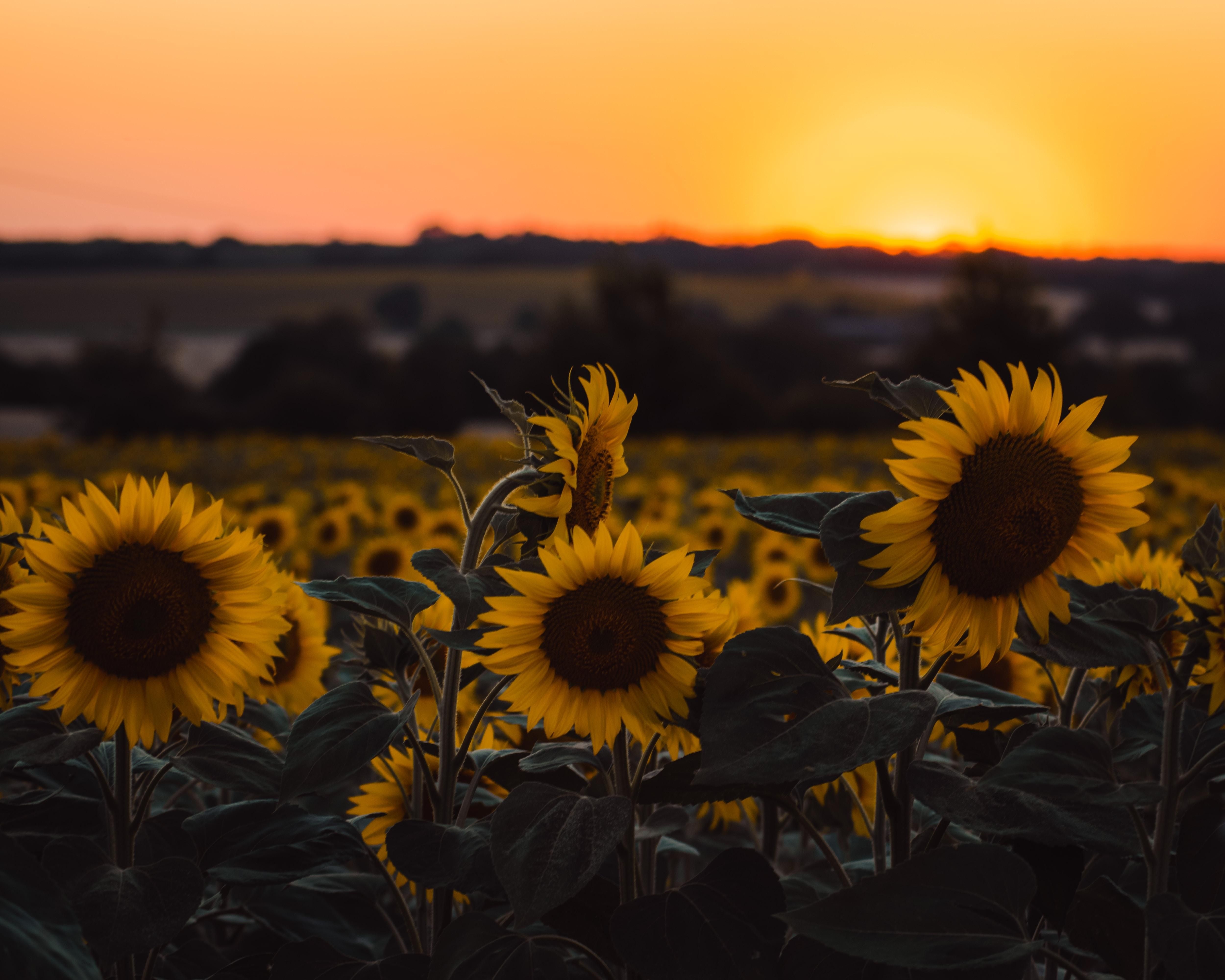 Sunflowers Field At Sunset Wallpapers Wallpaper Cave