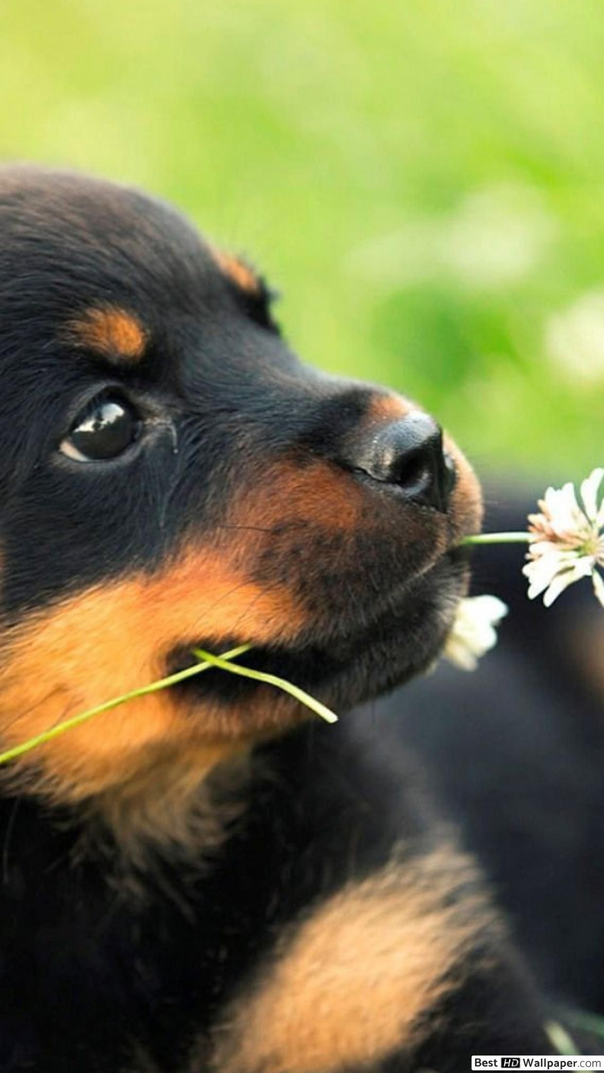 Rottweiler HD iPhone Wallpapers Wallpaper Cave