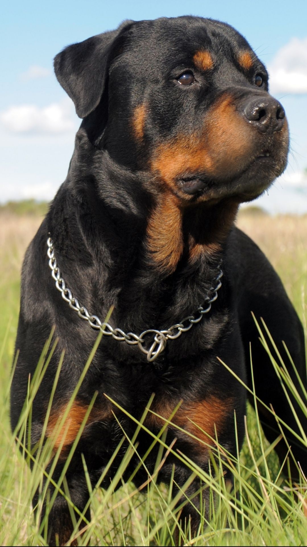 Rottweiler HD iPhone Wallpapers Wallpaper Cave