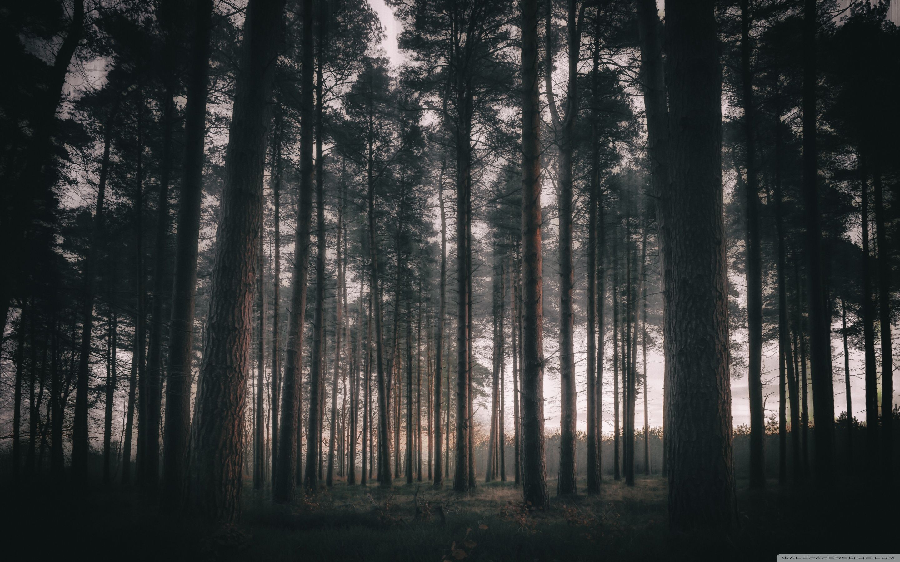 Woodland Wallpapers Wallpaper Cave