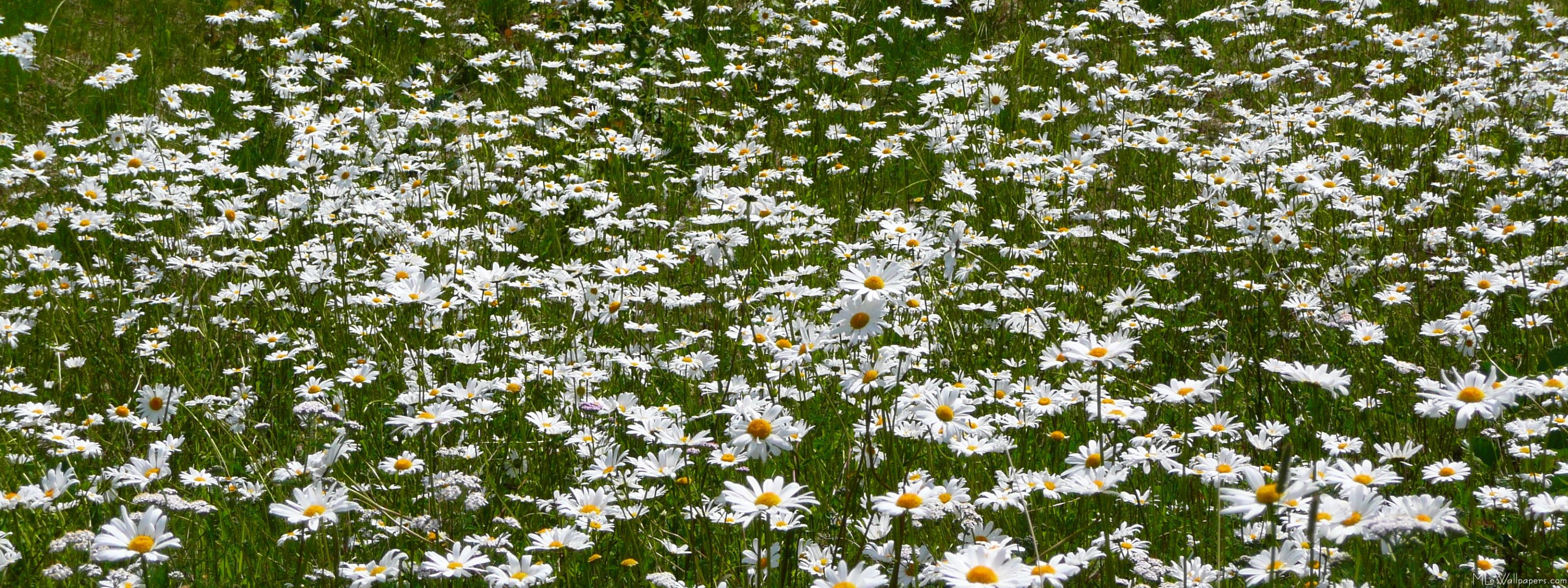 Field Of Daisies Wallpapers Wallpaper Cave