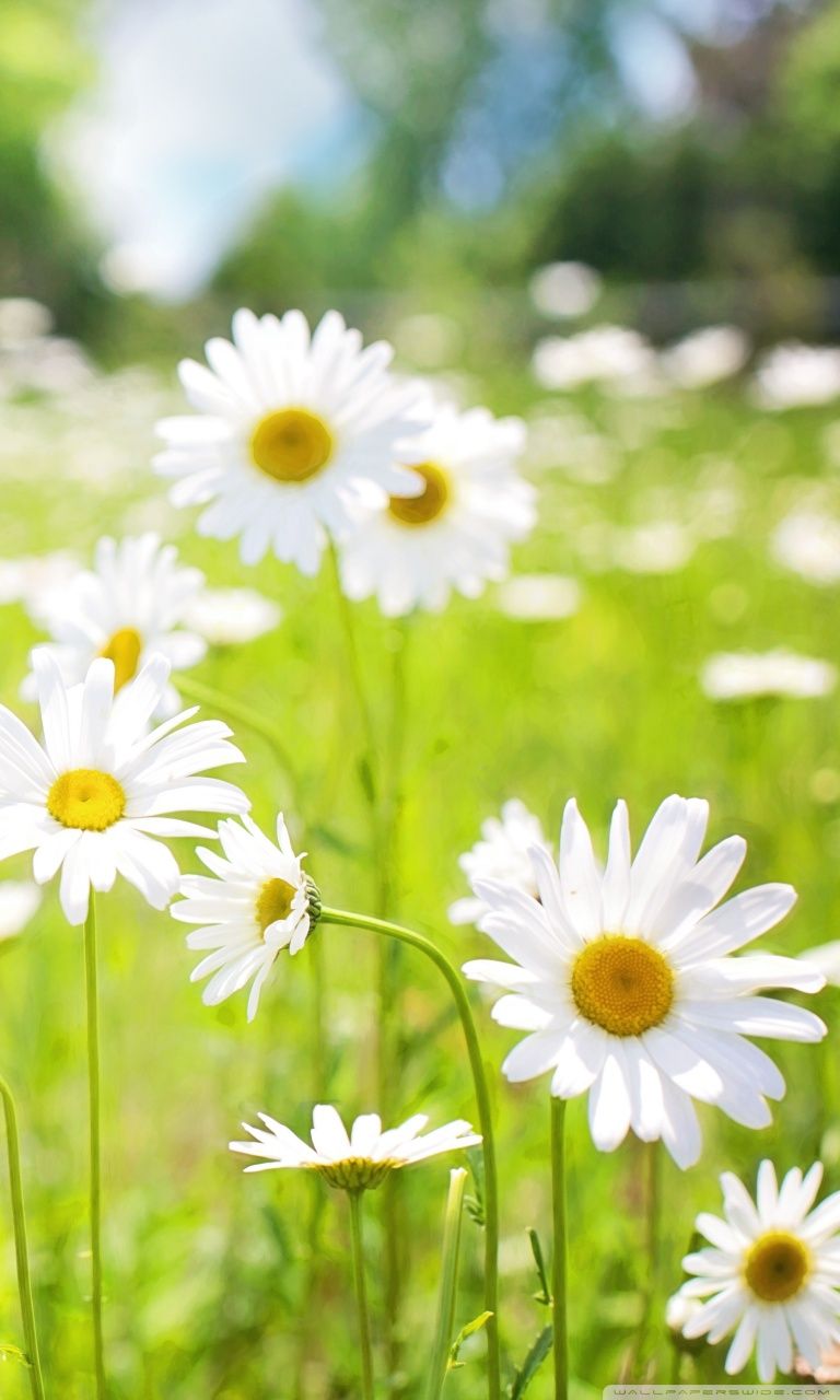 Field Of Daisies Wallpapers Wallpaper Cave