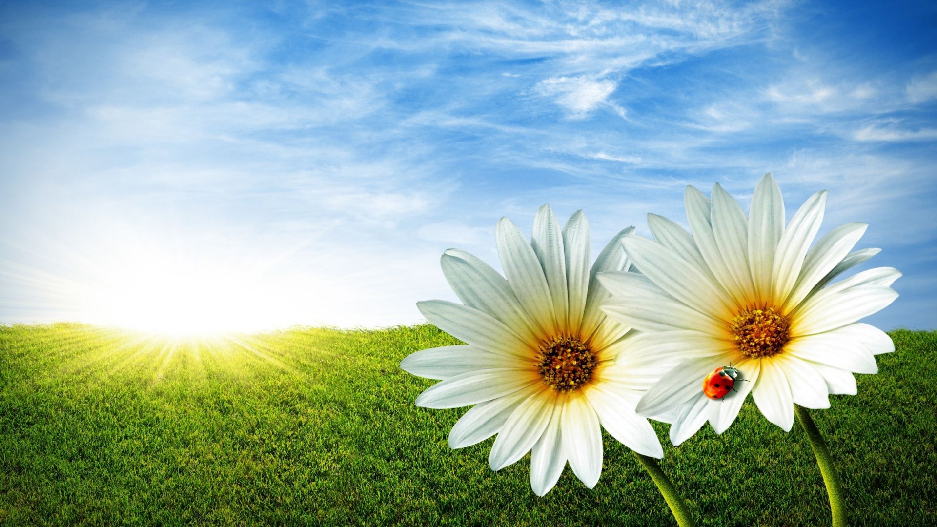 Field Of Daisies Wallpapers Wallpaper Cave