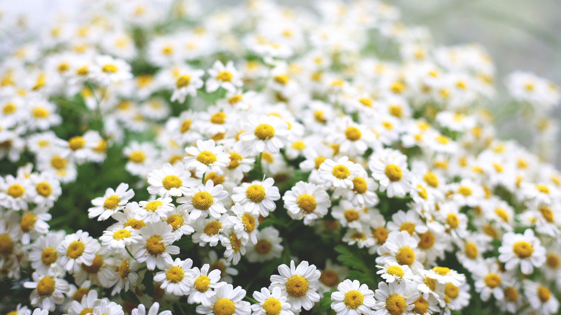 Field Of Daisies Wallpapers Wallpaper Cave