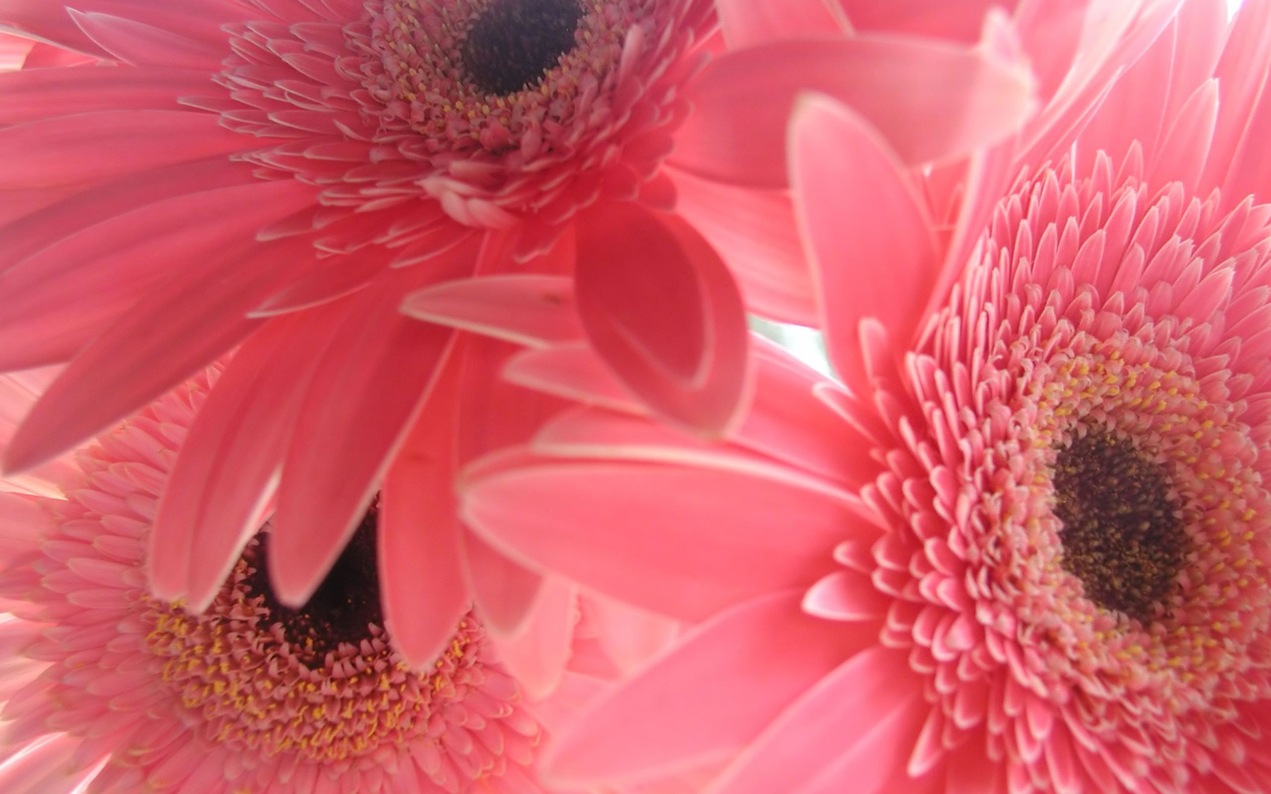 Pink Daisies Wallpapers Wallpaper Cave