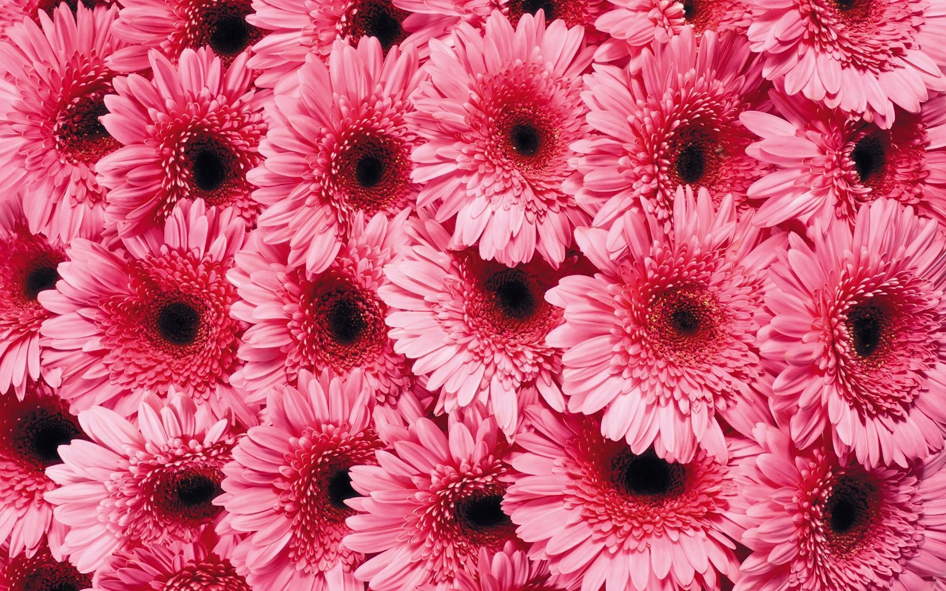 Pink Daisies Wallpapers Wallpaper Cave