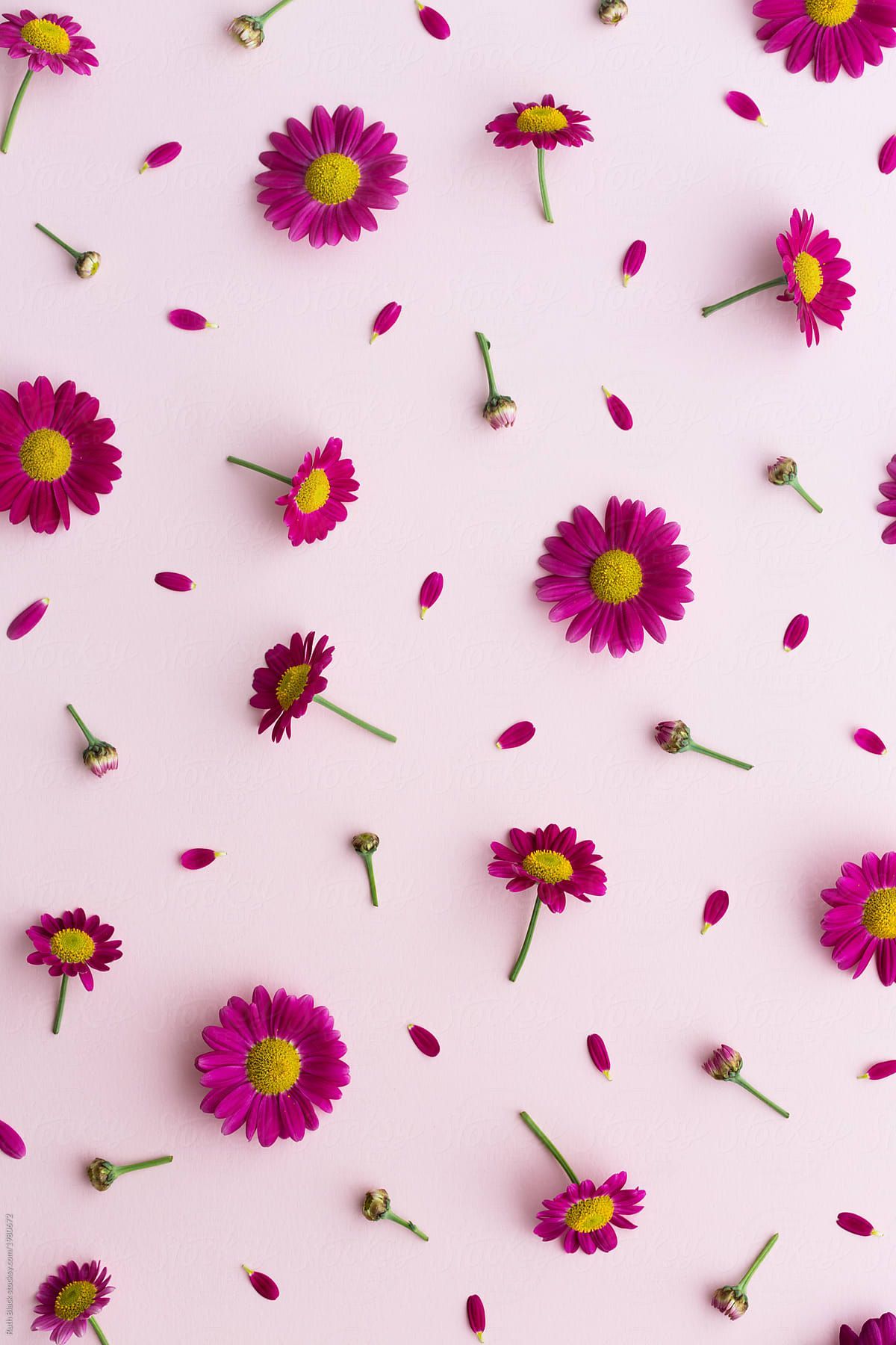 Pink Daisies Wallpapers Wallpaper Cave