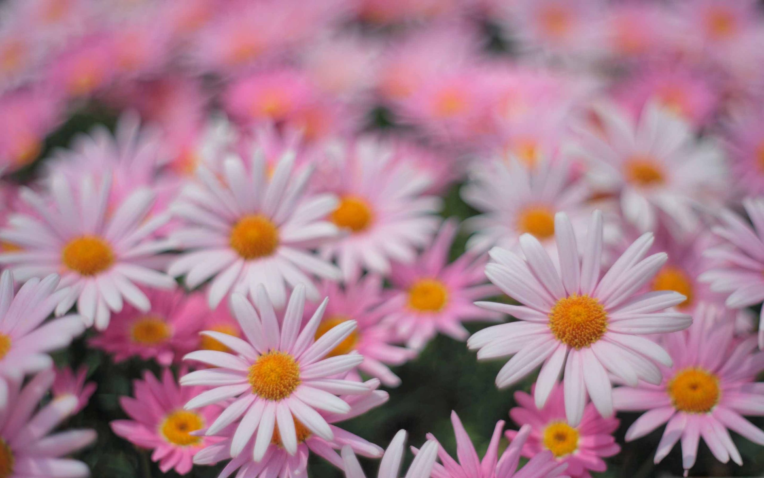 Pink Daisies Wallpapers Wallpaper Cave