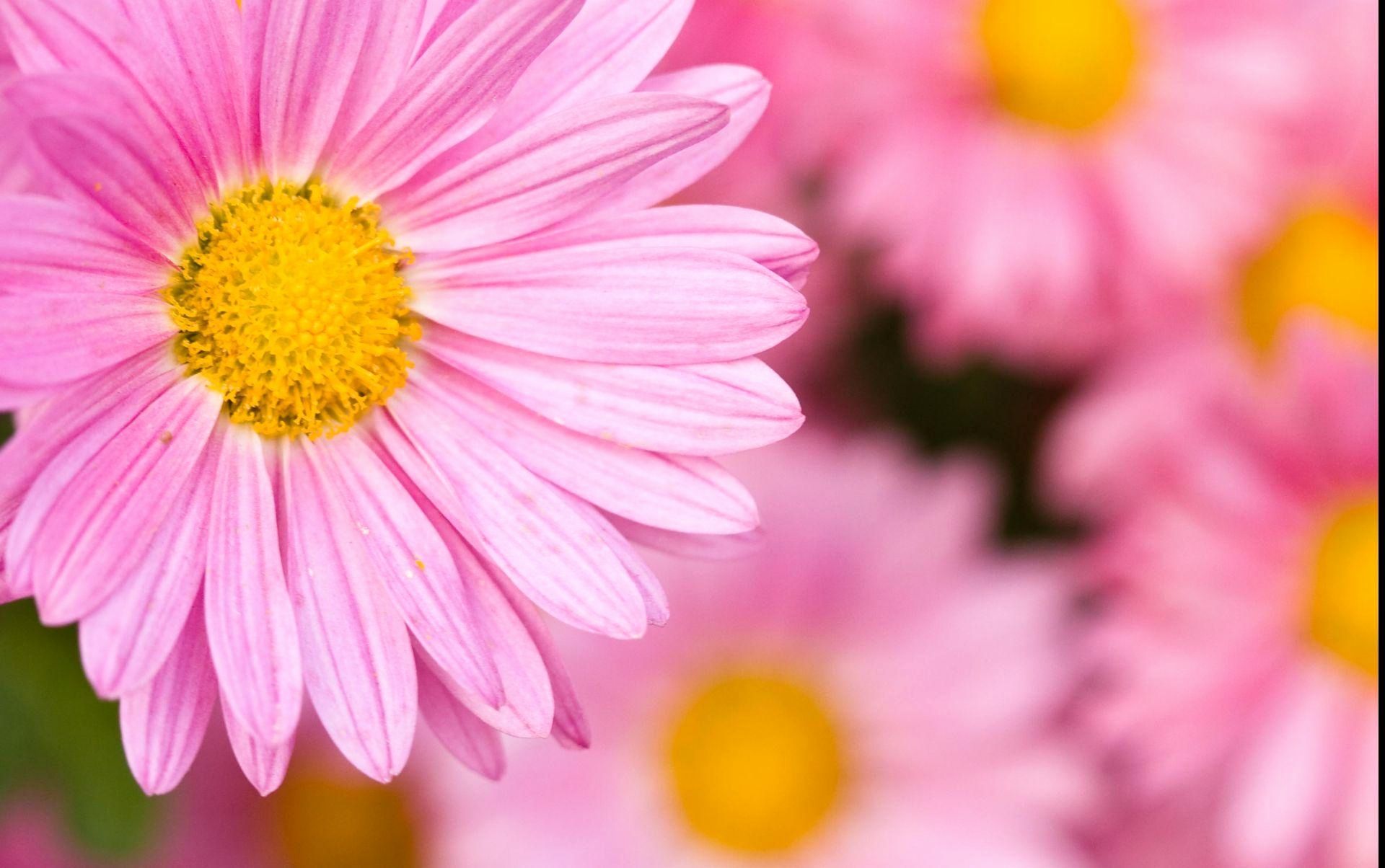 Pink Daisies Wallpapers Wallpaper Cave