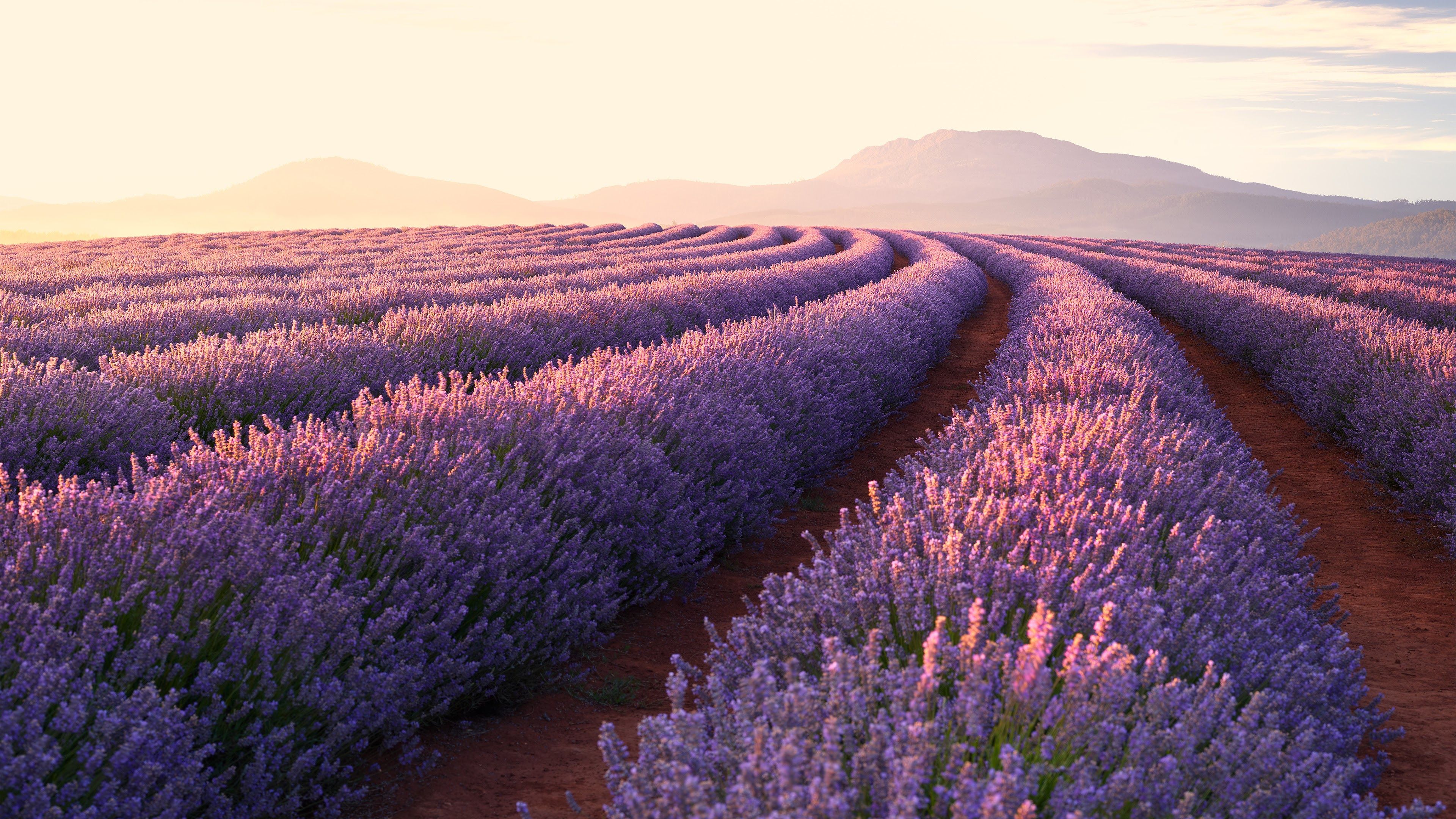Lavender At Sunrise Wallpapers Wallpaper Cave