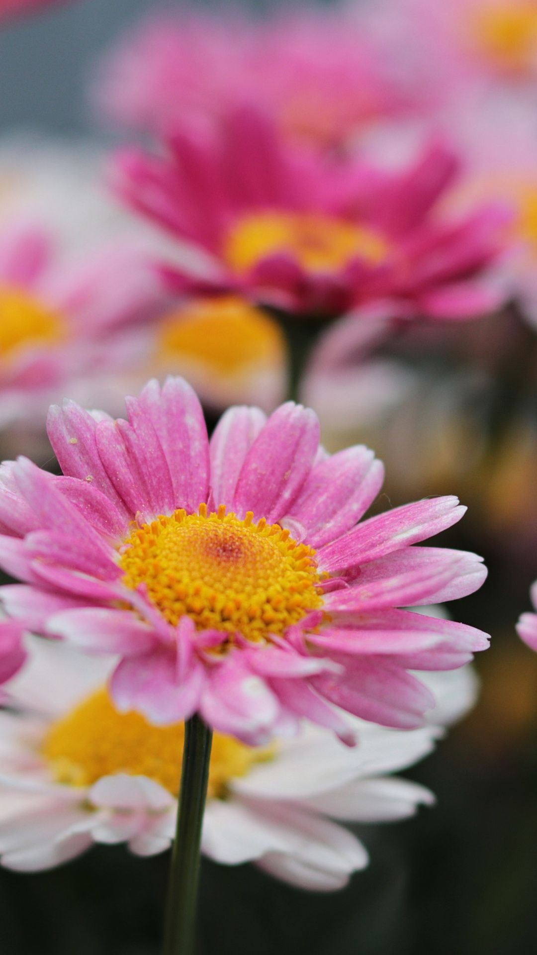 Pink Daisies Wallpapers Wallpaper Cave