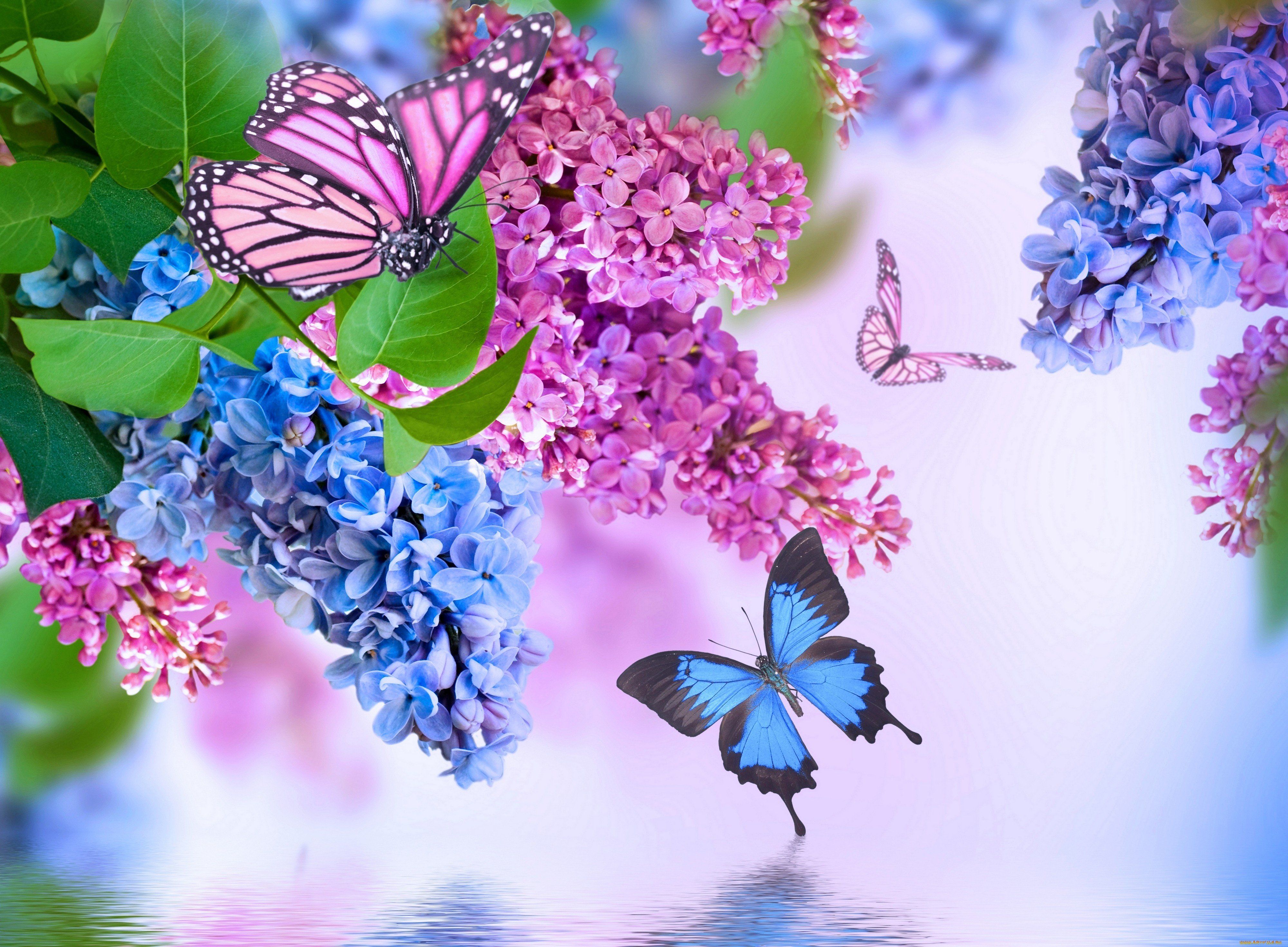 Flowers And Butterflies Wallpapers Wallpaper Cave
