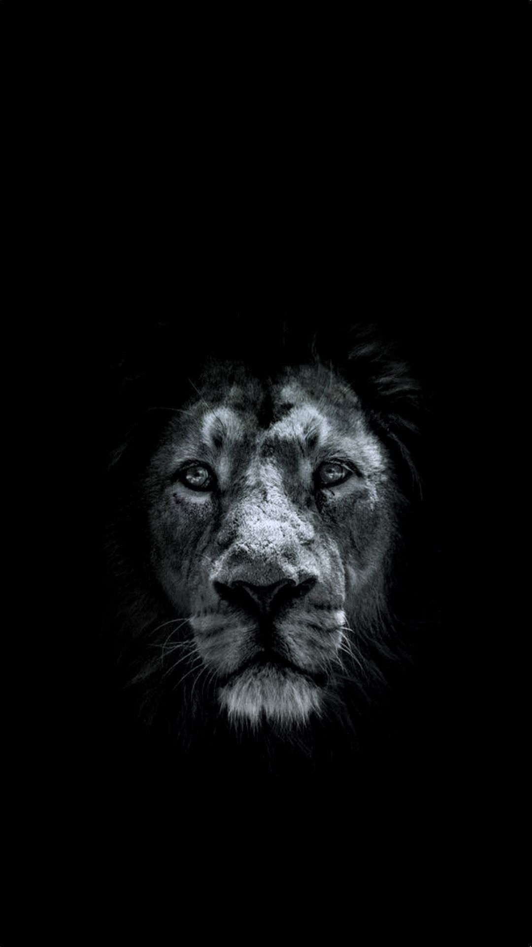 Dark Lion Wallpapers Wallpaper Cave