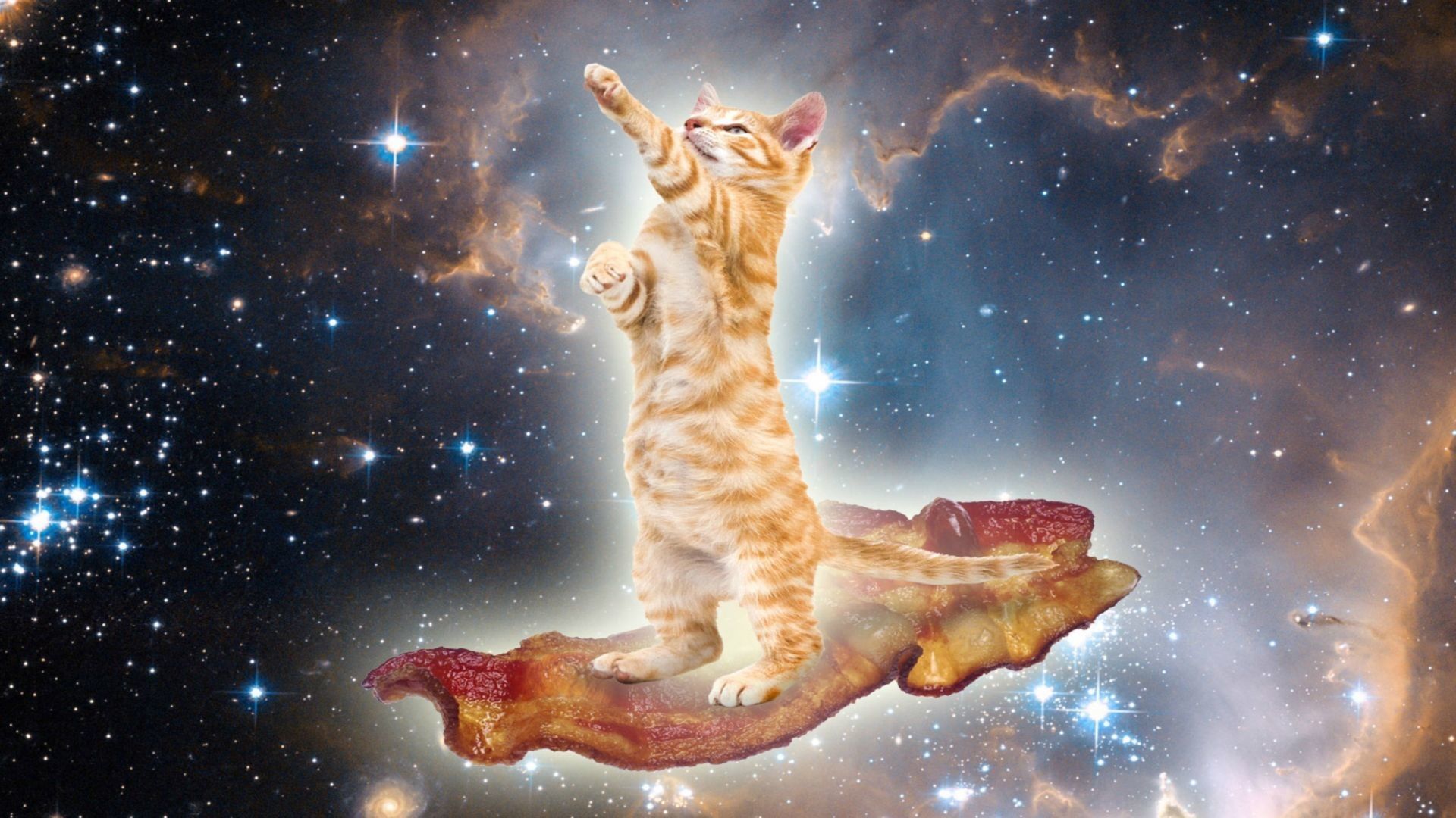 Space Kittens Desktop Wallpapers Wallpaper Cave