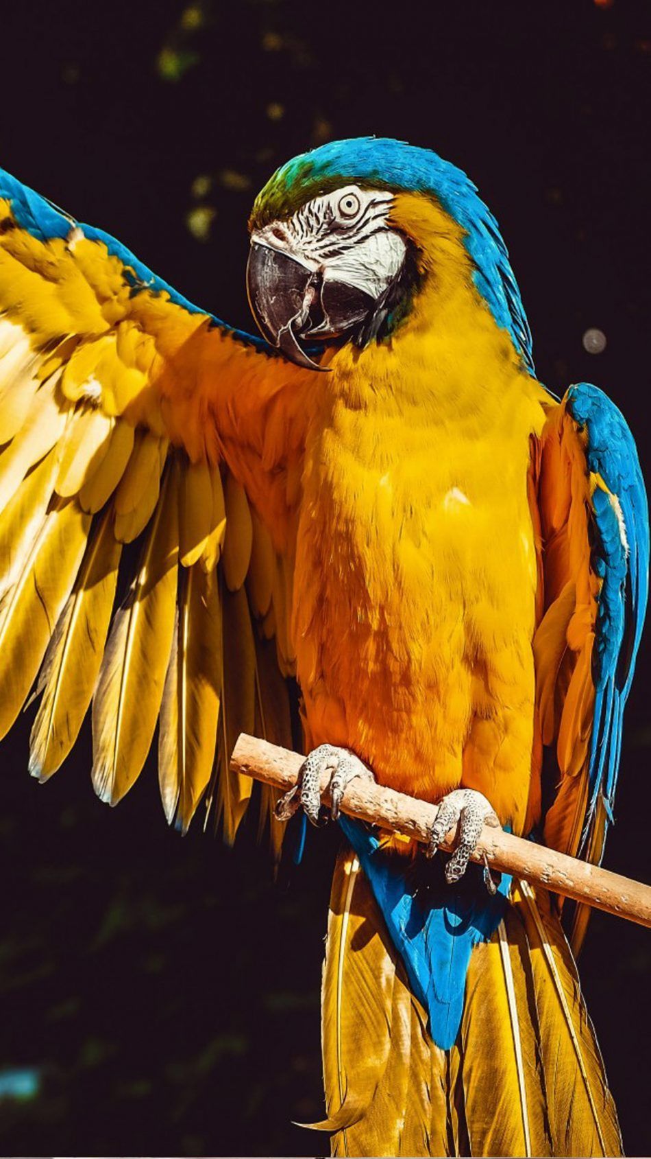 Macaw Bird HD Wallpapers Wallpaper Cave