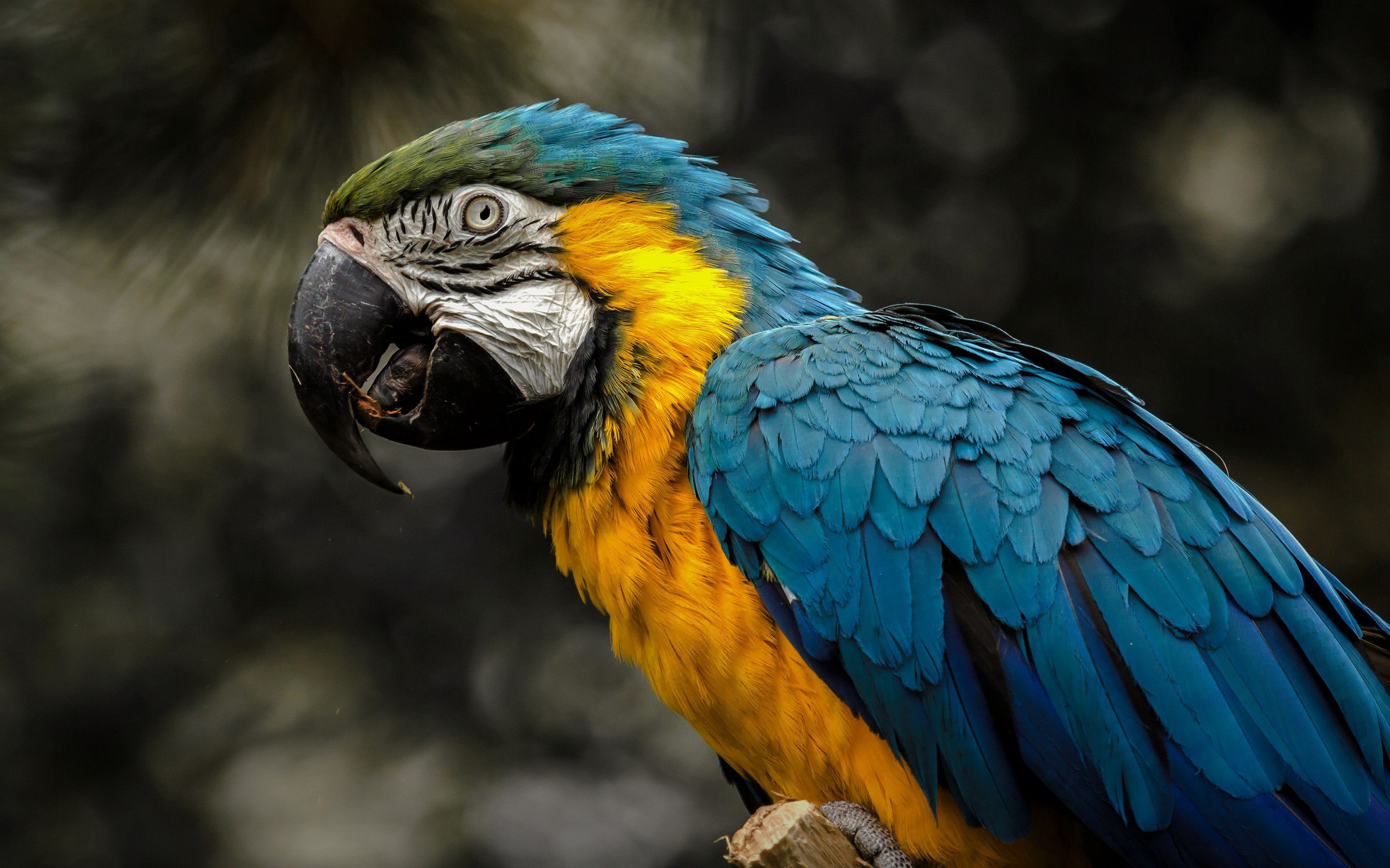 Macaw Bird HD Wallpapers Wallpaper Cave