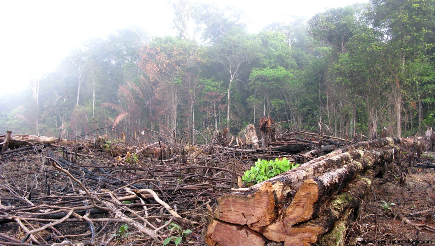 Deforestation Wallpapers Wallpaper Cave