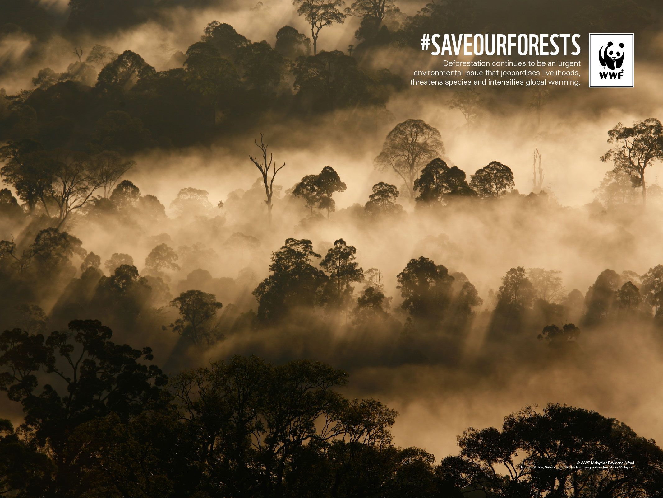 Deforestation Wallpapers Wallpaper Cave