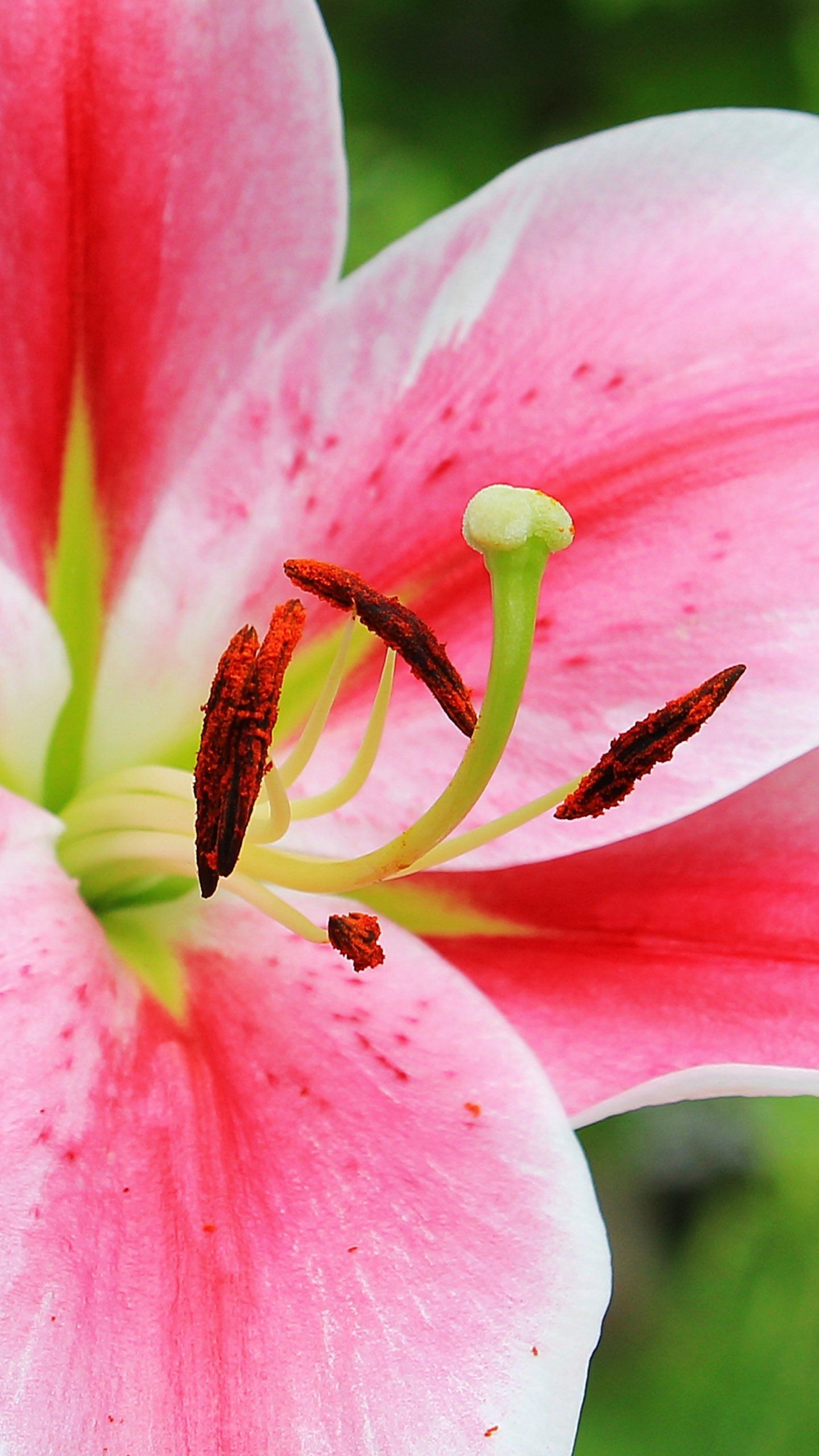 Lily Flower Wallpapers Wallpaper Cave