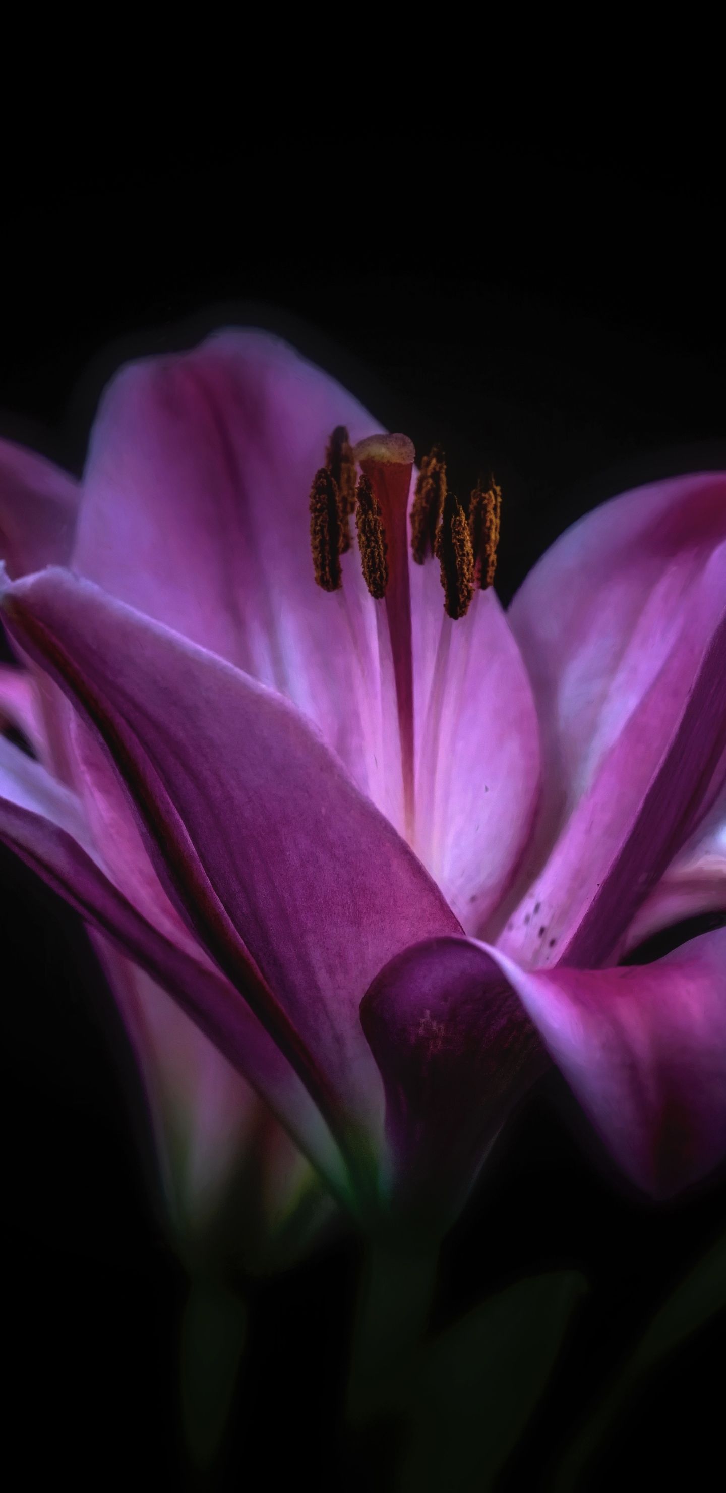 Lily Flowers Wallpapers Wallpaper Cave