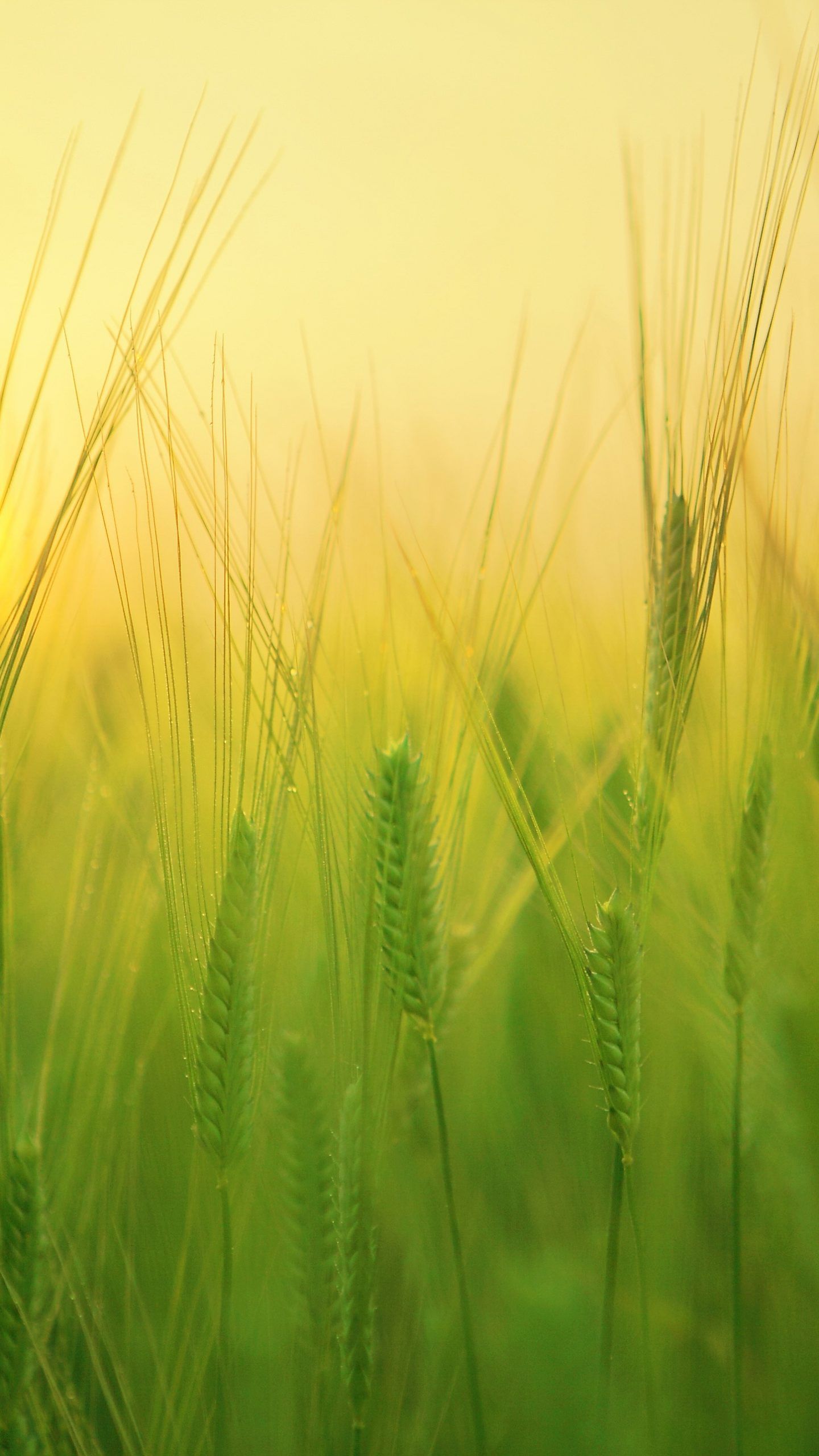 Green Nature Mobile 4k Wallpapers Wallpaper Cave