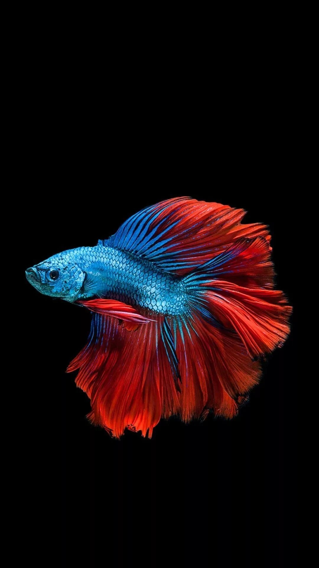 Fish iPhone Wallpapers Wallpaper Cave
