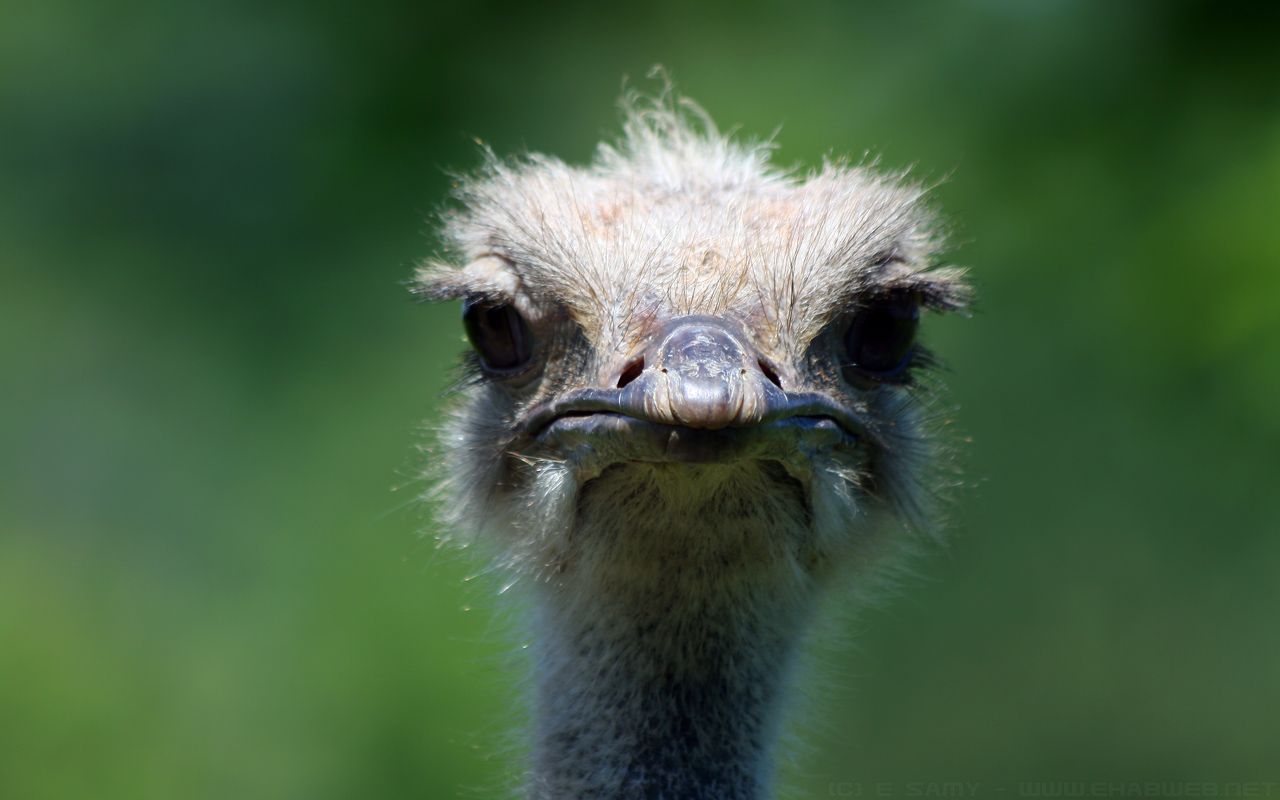 Cute Ostrich Wallpapers Wallpaper Cave